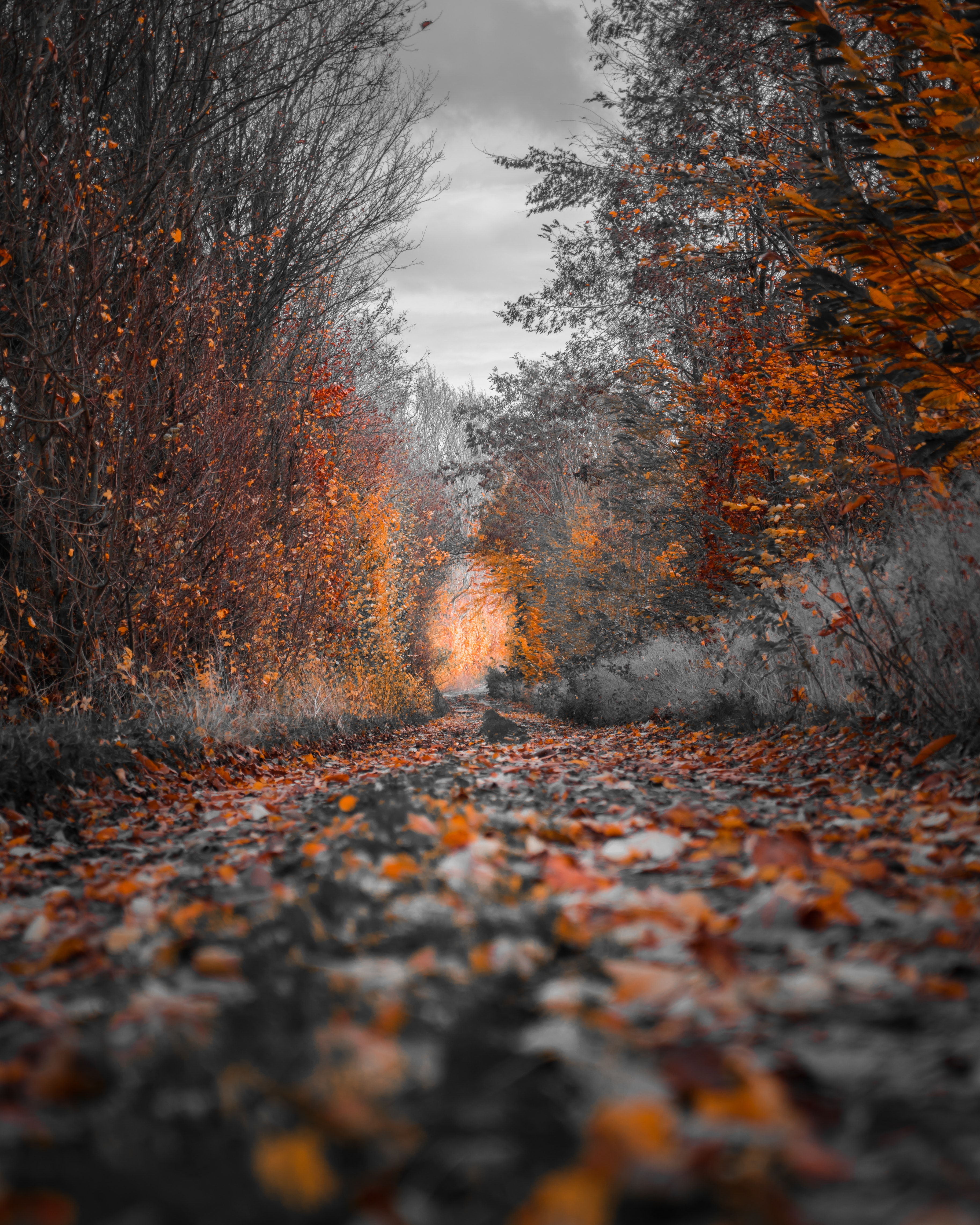 autumn, autumn paints, autumn colors, nature, trees, foliage Smartphone Background