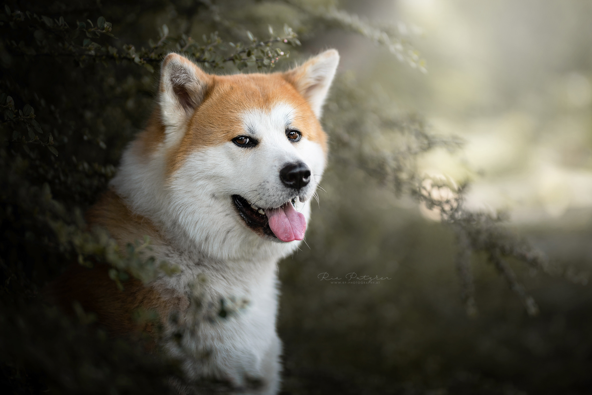 animal, akita, dogs images