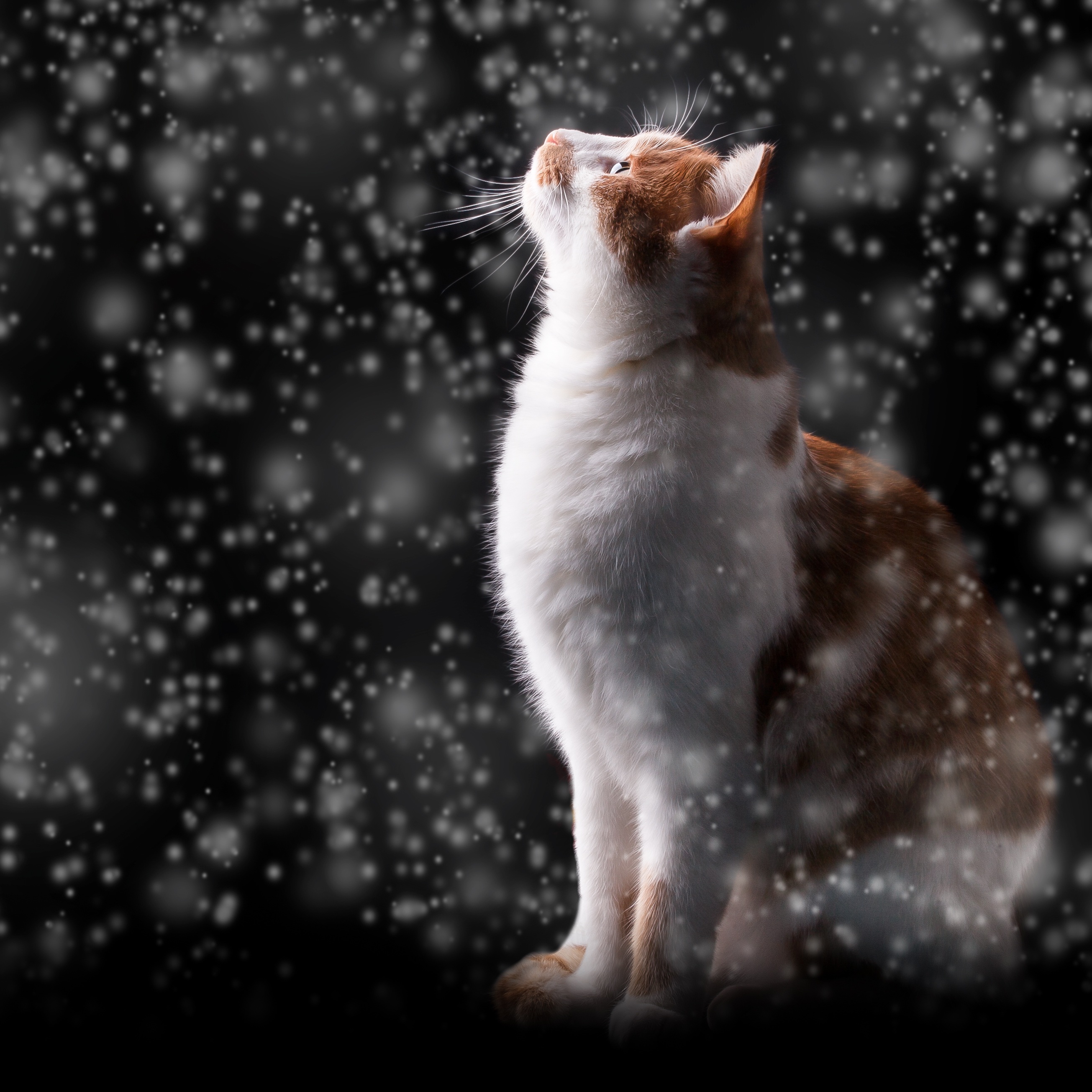 photoshop, snowfall, boquet, cat, animals, snow, glare, bokeh