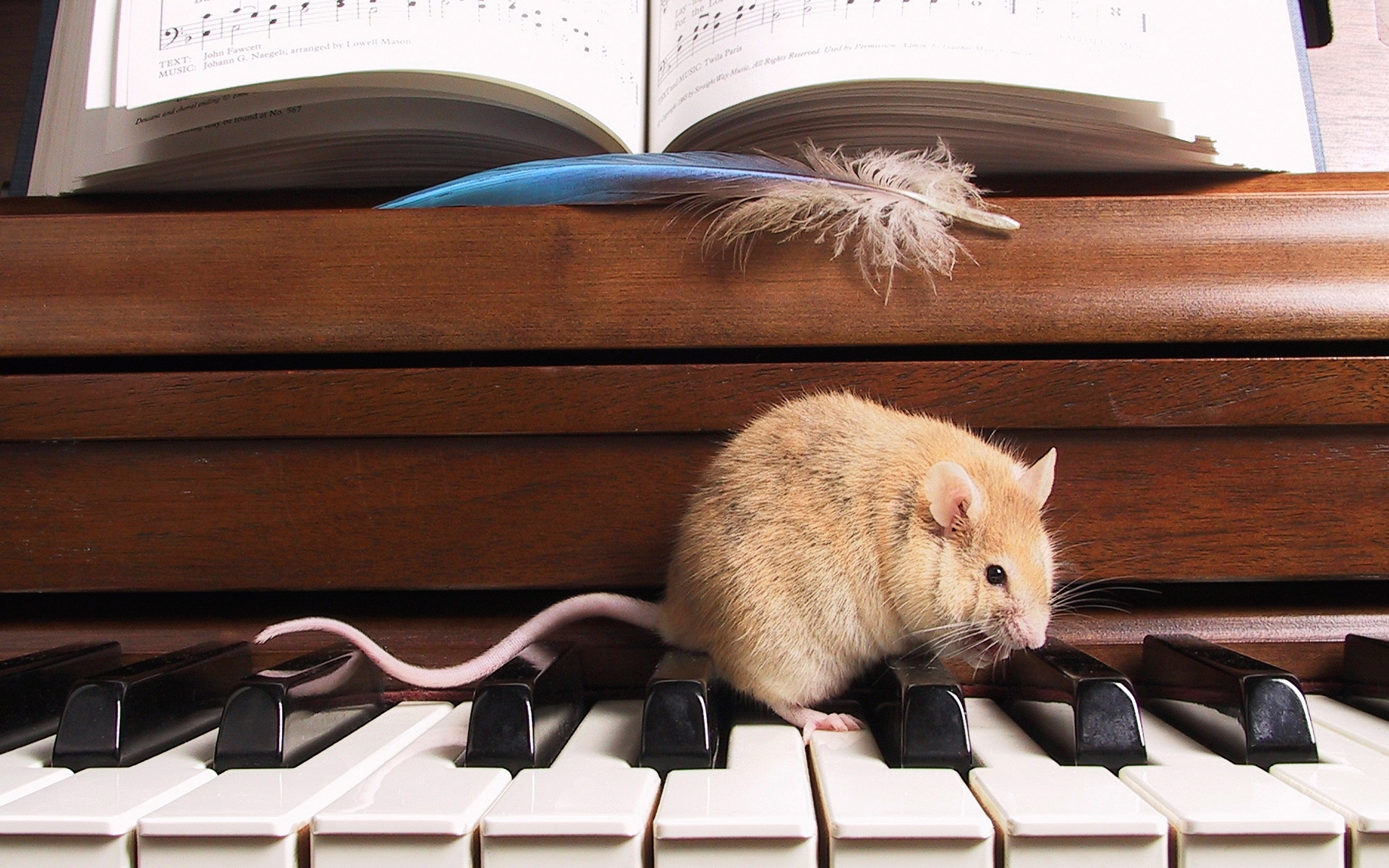 Мышь на пианино