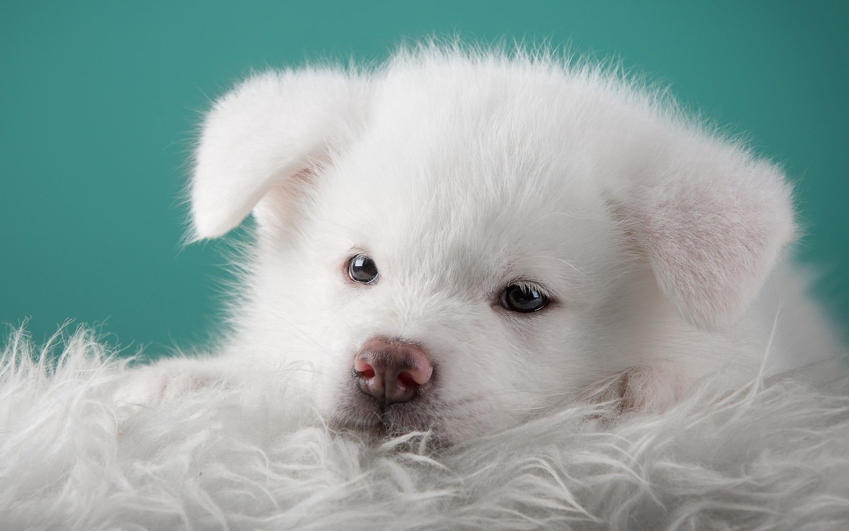 136592画像をダウンロード秋田犬, 動物, 犬, 白い, 子犬, 秋田-壁紙とスクリーンセーバーを無料で