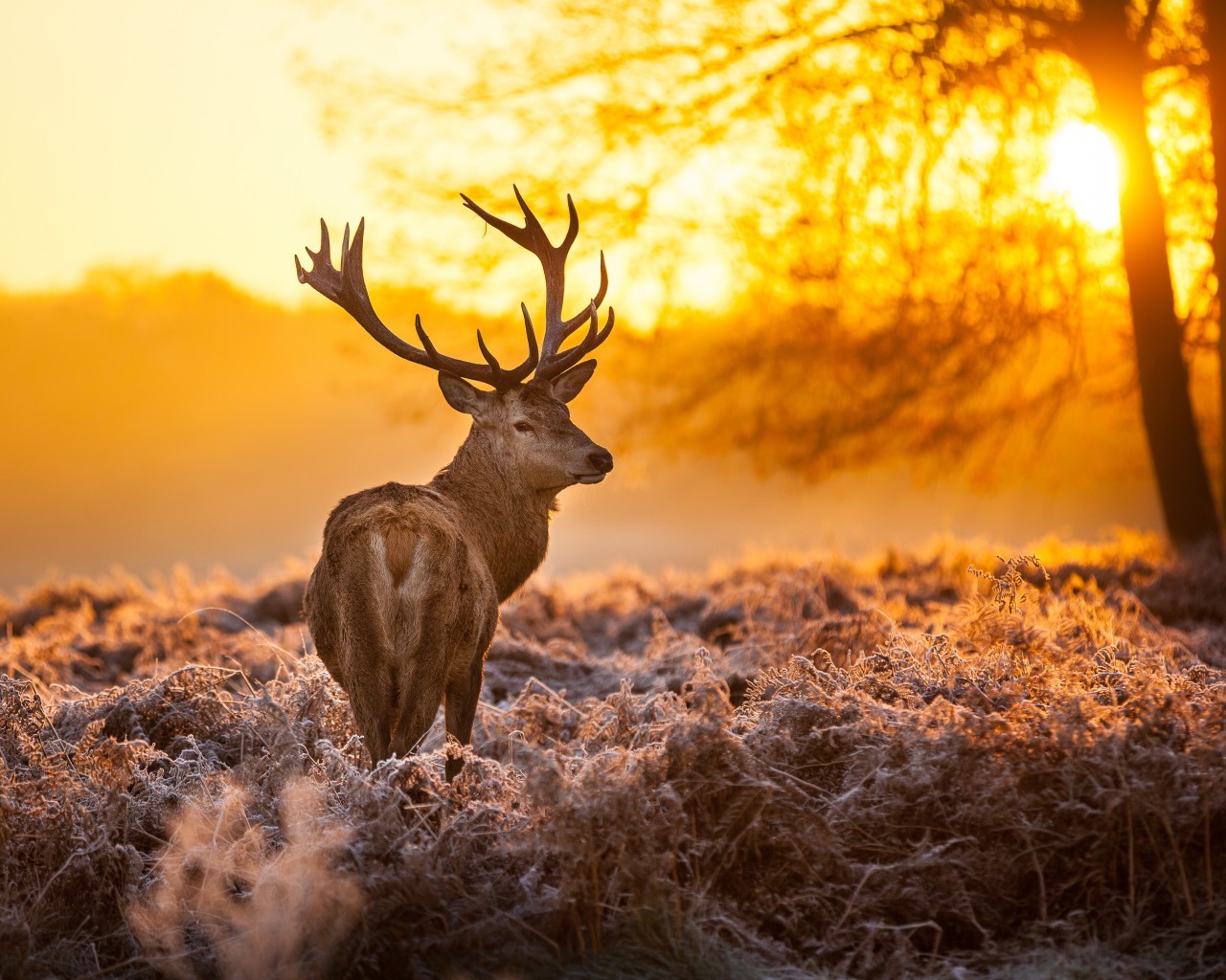 animals, sunset, deers