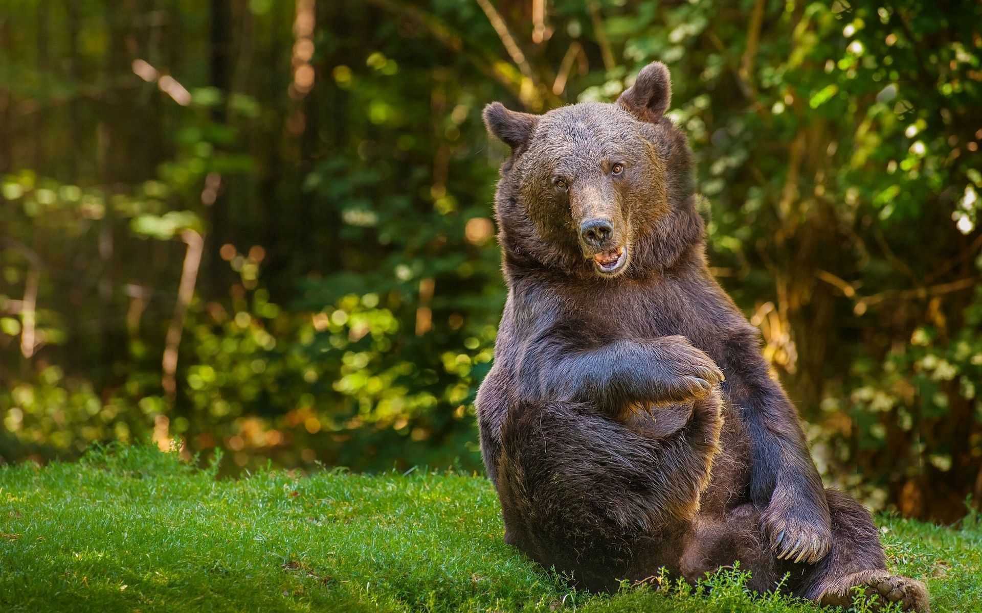 bear, animals, grass, sit, fat, thick, playful 4K