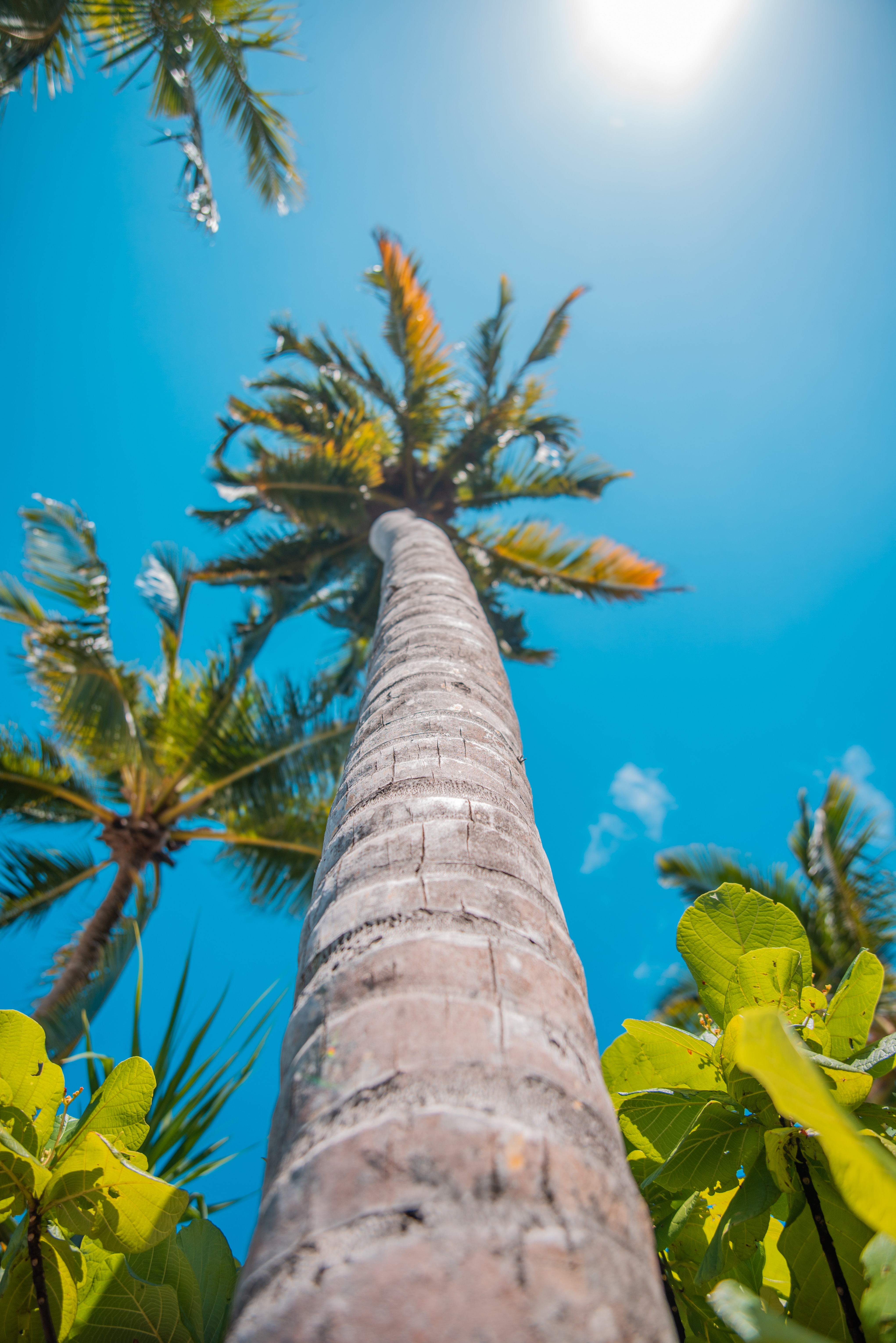 141870 Hintergrundbild herunterladen natur, sun, sommer, palme, palm, tropen - Bildschirmschoner und Bilder kostenlos