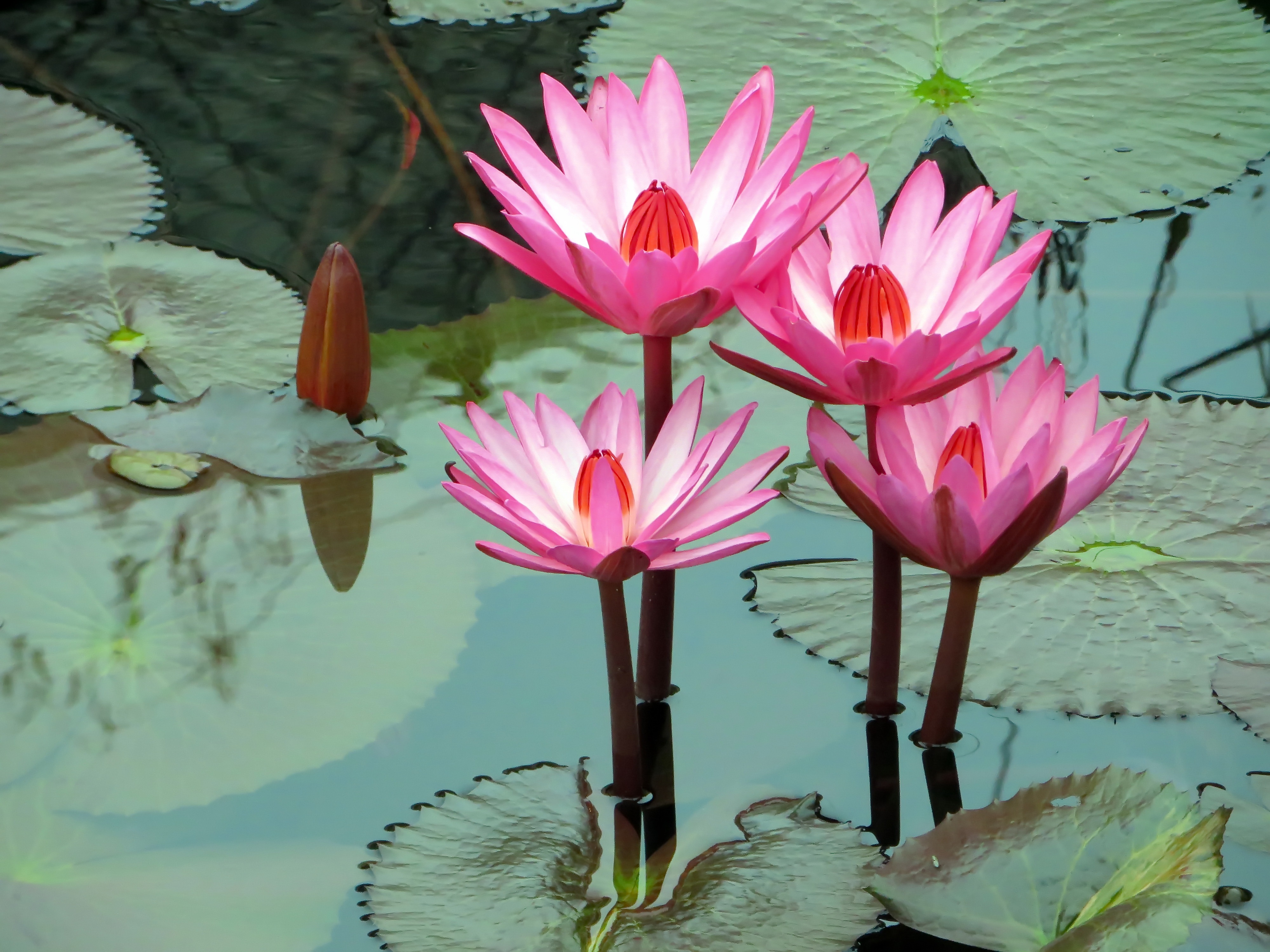 lotus, water lily, water, flowers Full HD