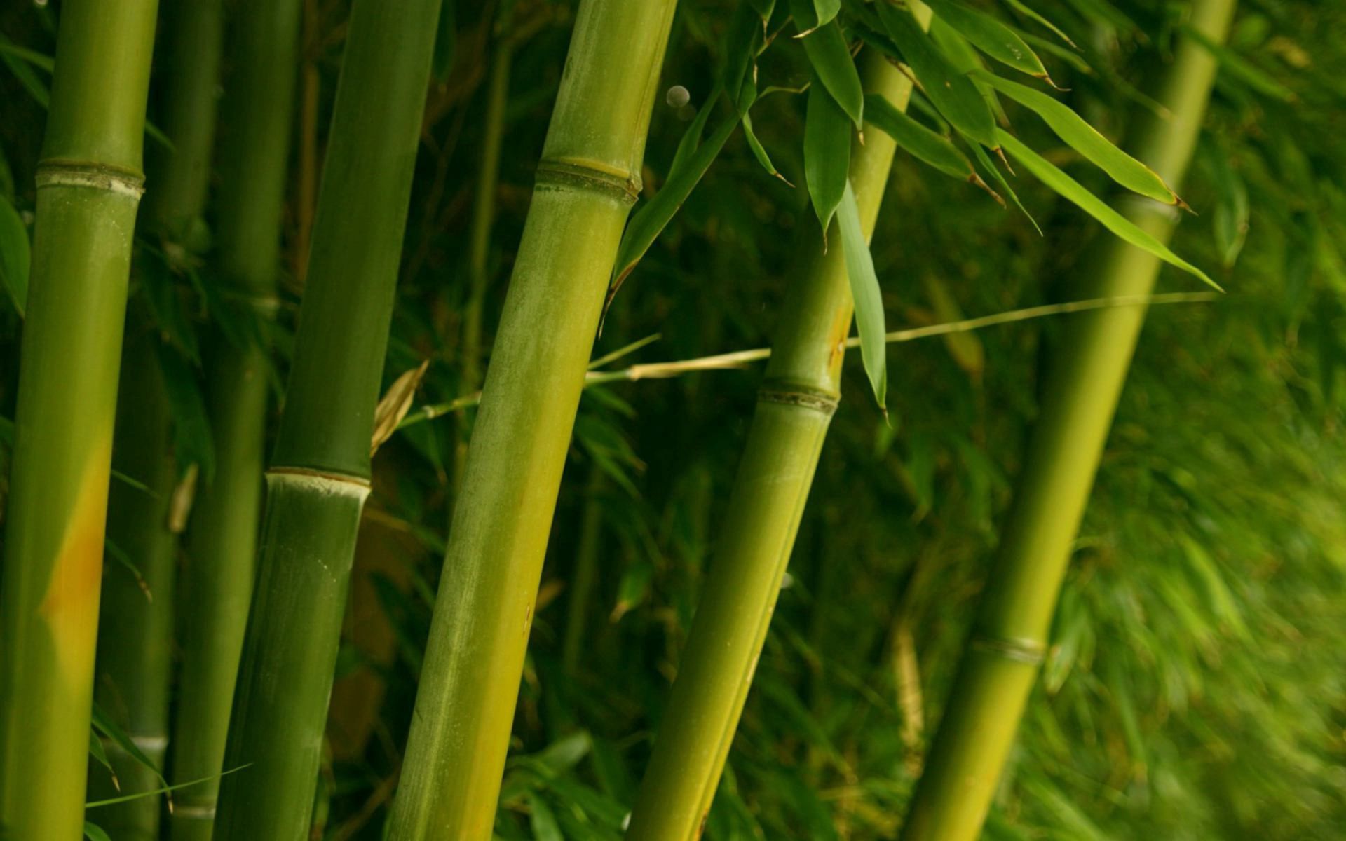 Laden Sie das Natur, Blätter, Vorbauten, Stammt, Bambus-Bild kostenlos auf Ihren PC-Desktop herunter