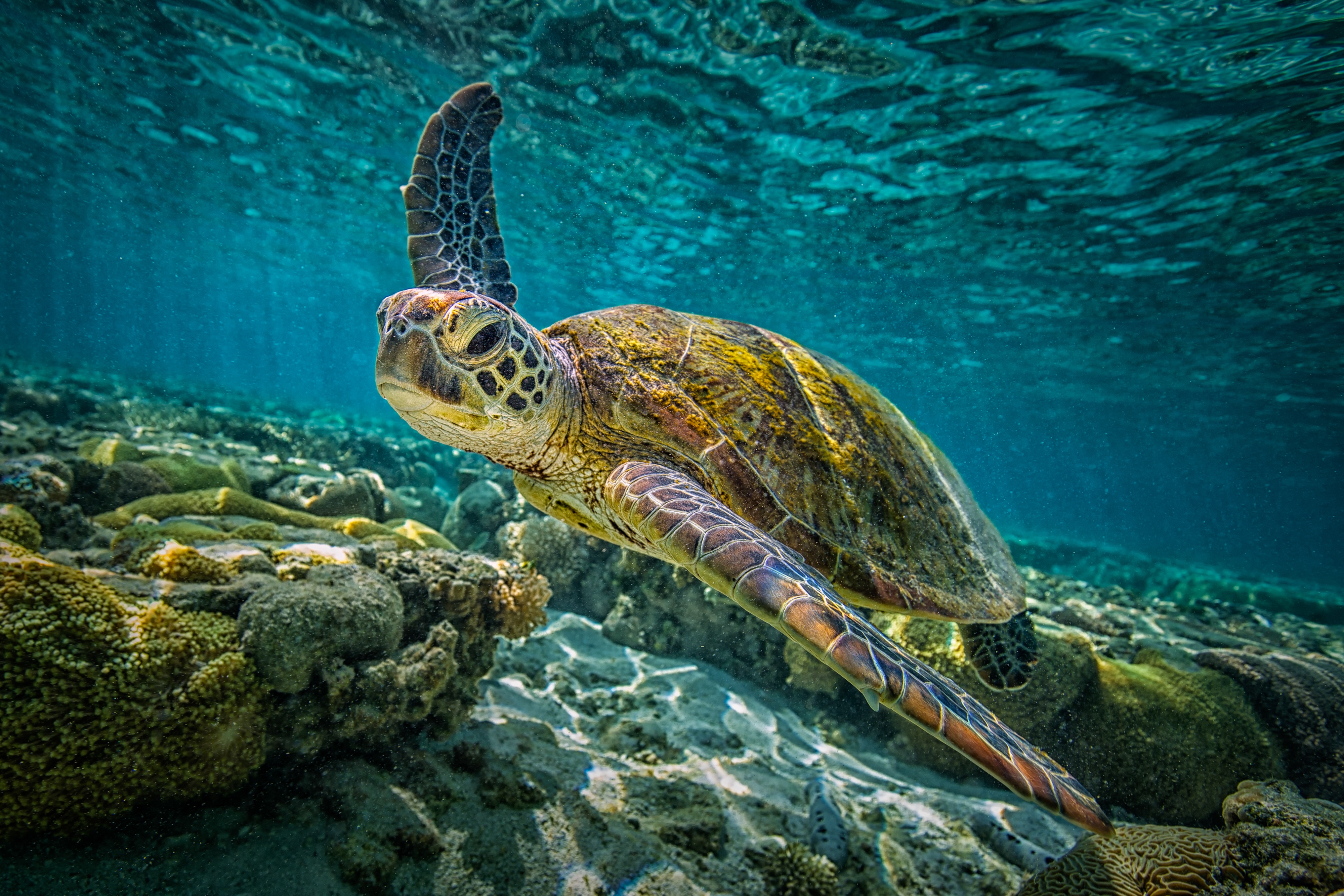 Барьерный риф черепахи