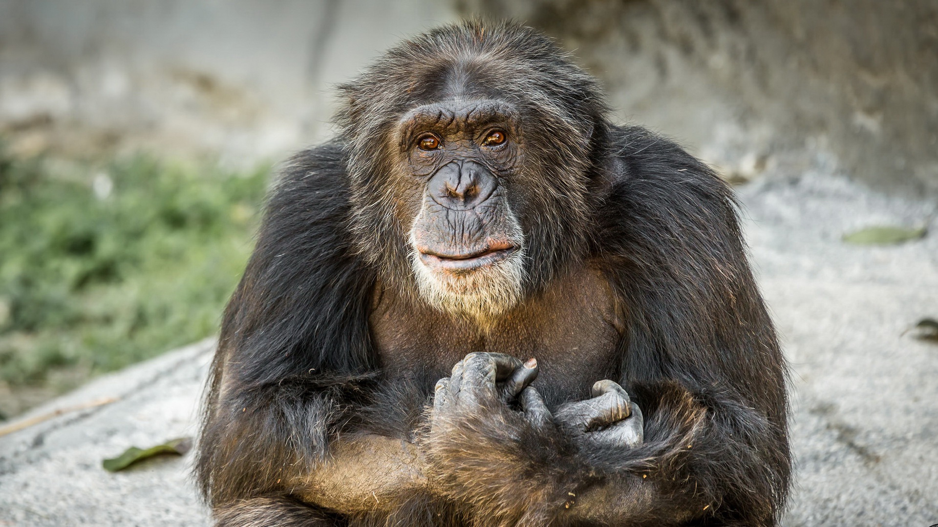 Приматы шимпанзе. Старая обезьяна. Шимпанзе фото. Обезьяна макака большая.