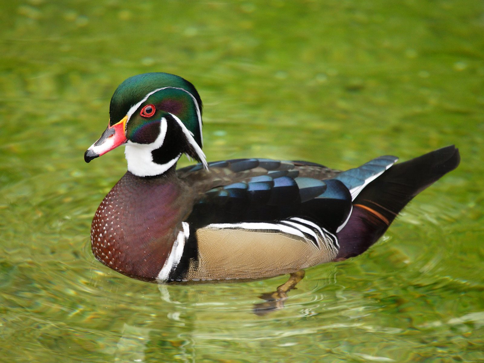 HQ Wood Duck Background