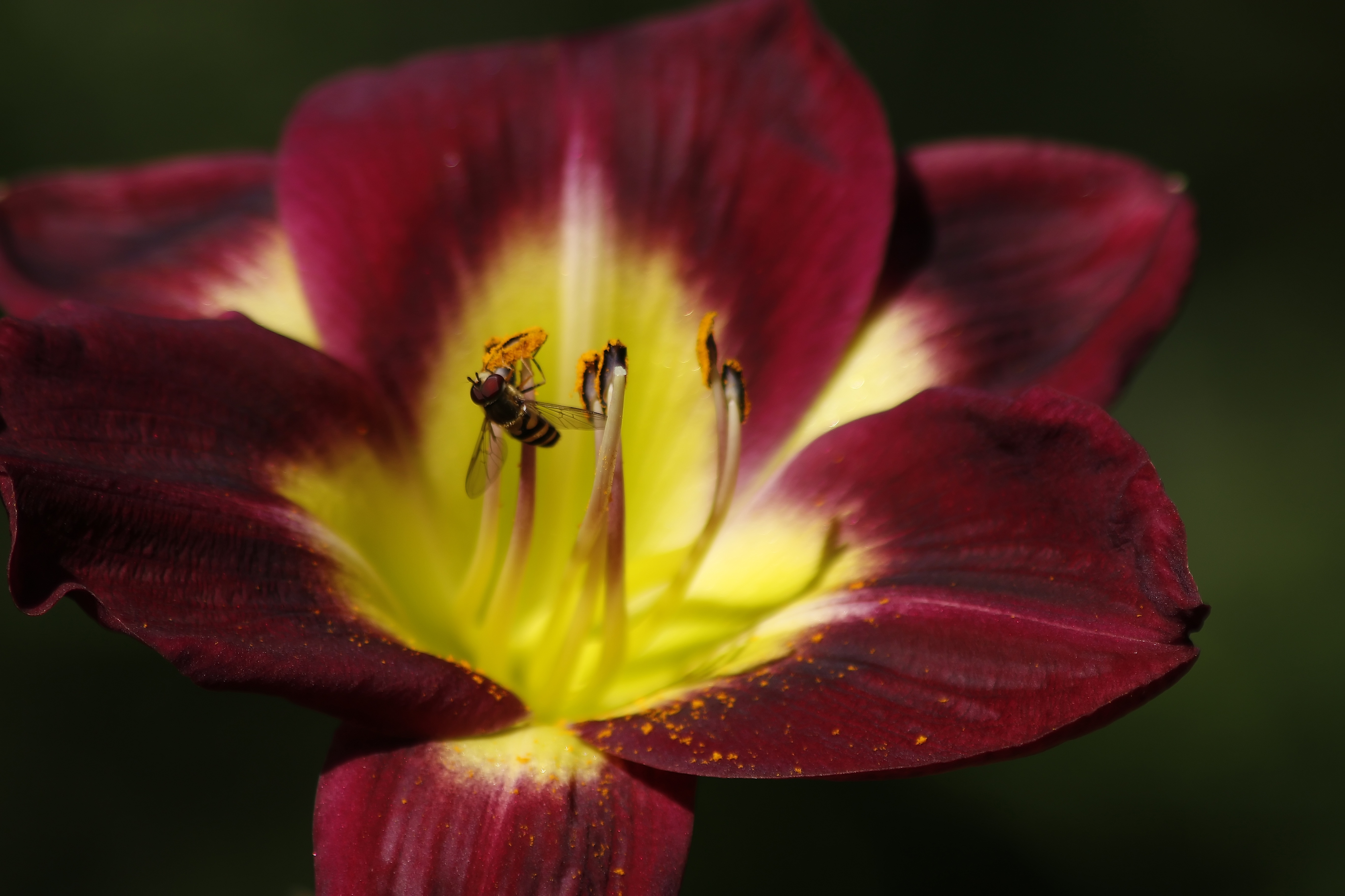 macro, petals, bee, tulip, pollination