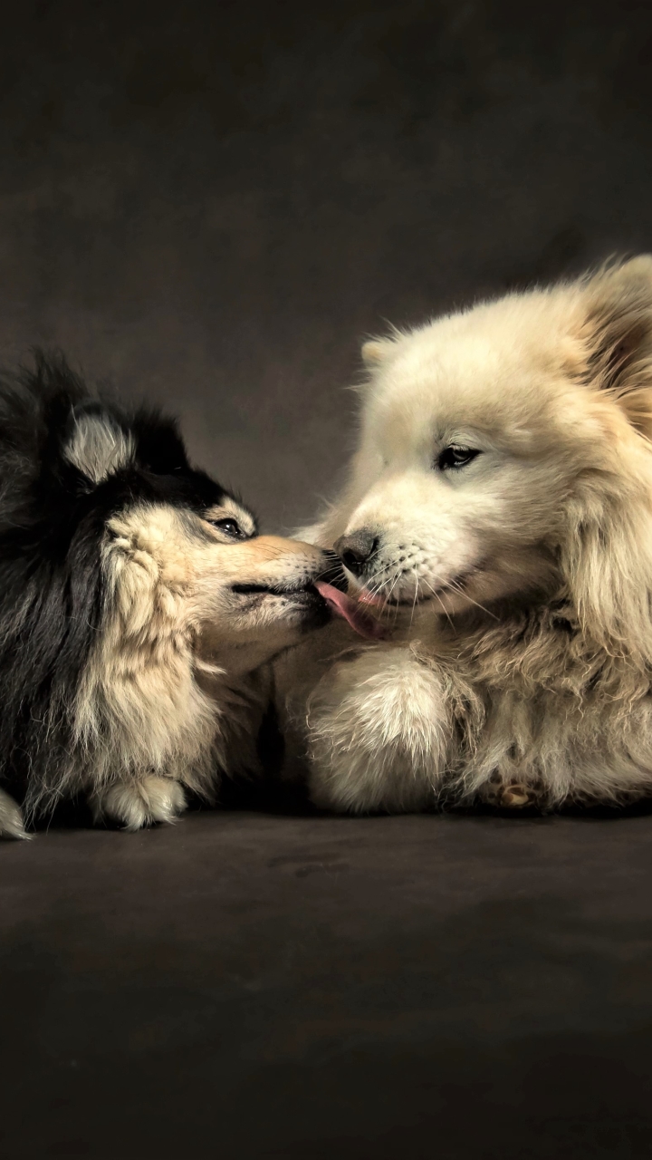 1174001 baixar papel de parede animais, cão, bonitinho, fofo, amor, amigo, beijo, cães - protetores de tela e imagens gratuitamente