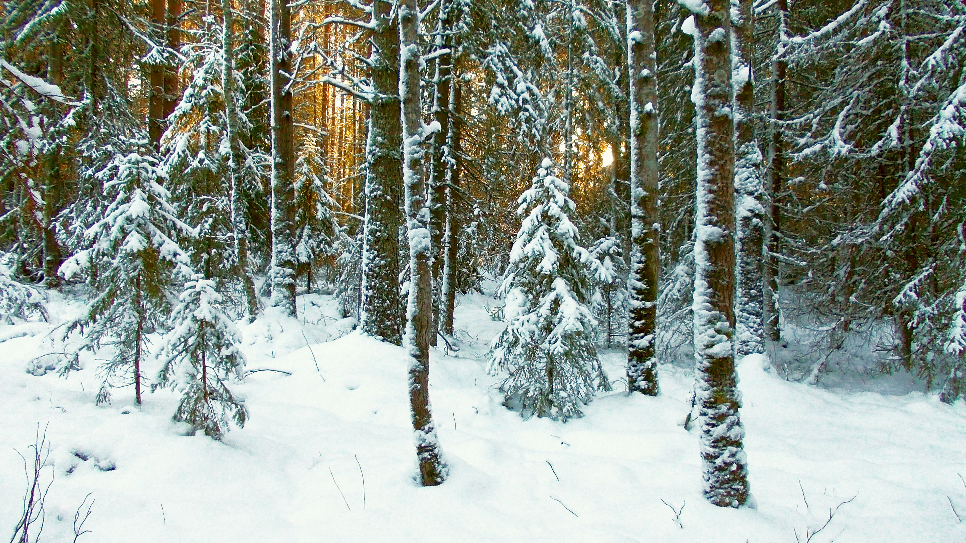 Смешанный лес в снегу