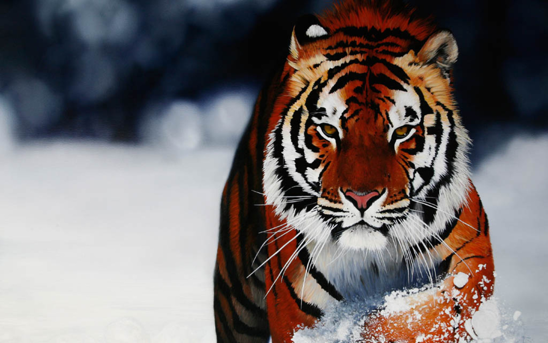 376857 Bild herunterladen tiere, tiger, nahansicht, malerei, sibirischer tiger, schnee, katzen - Hintergrundbilder und Bildschirmschoner kostenlos