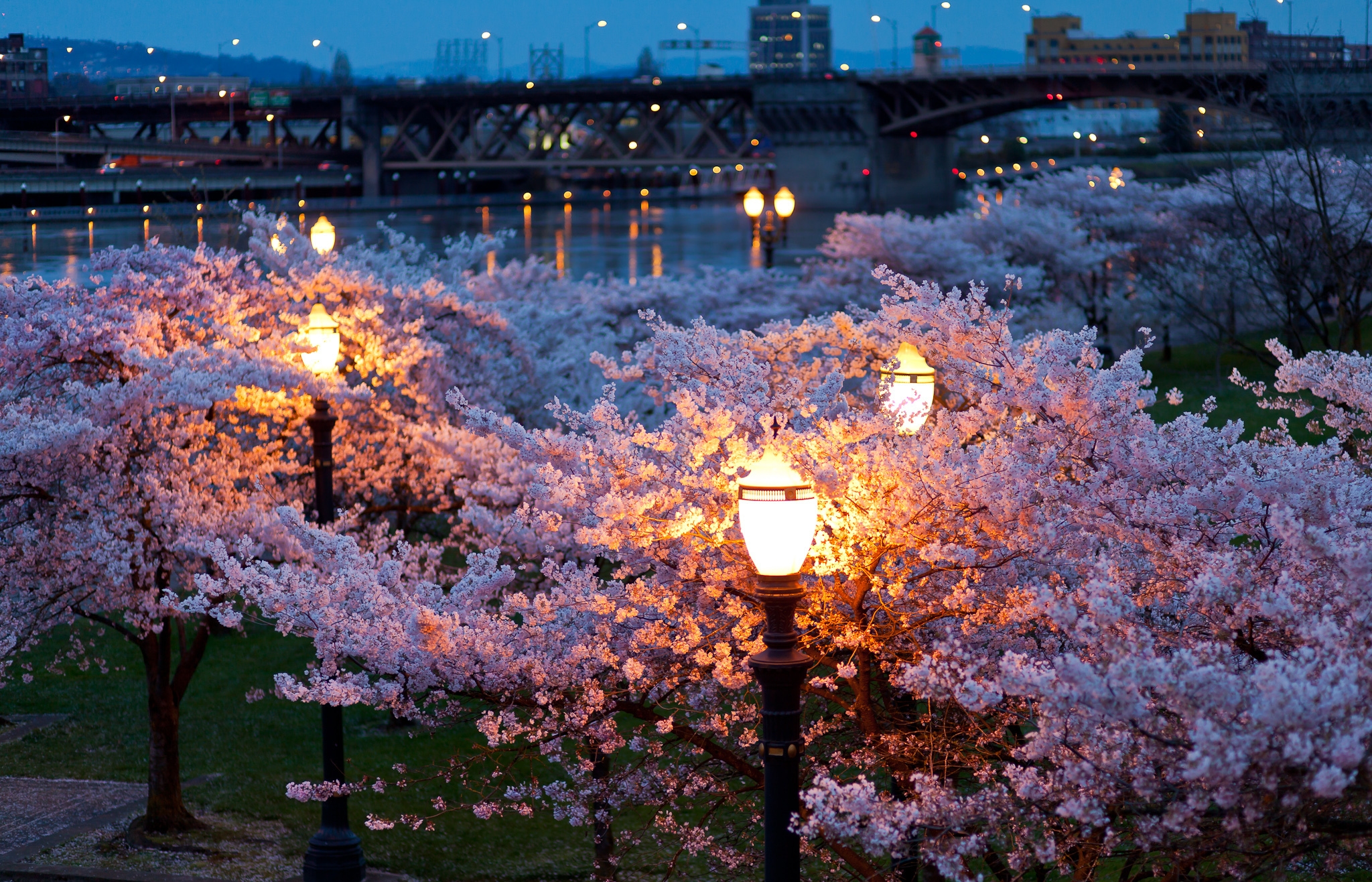 bloom, evening, cities, rivers, bridges, trees, night, city, lights, park, lanterns, color, spring