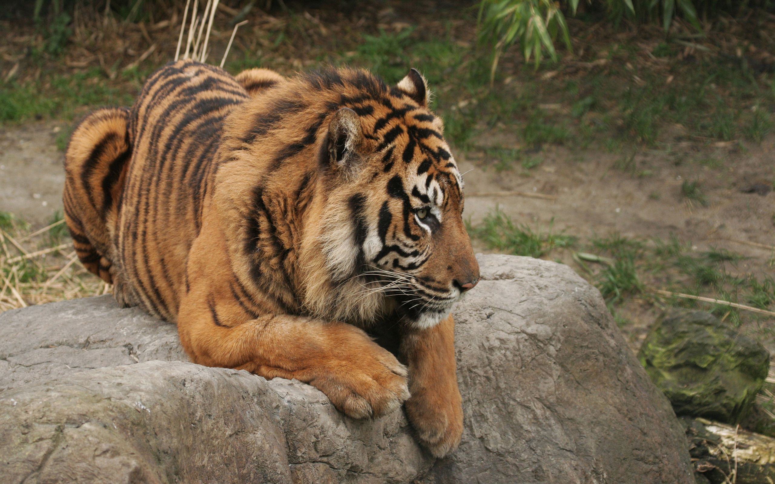 Download mobile wallpaper Tiger, To Lie Down, Rock, Lie, Stone, Predator, Big Cat, Animals for free.