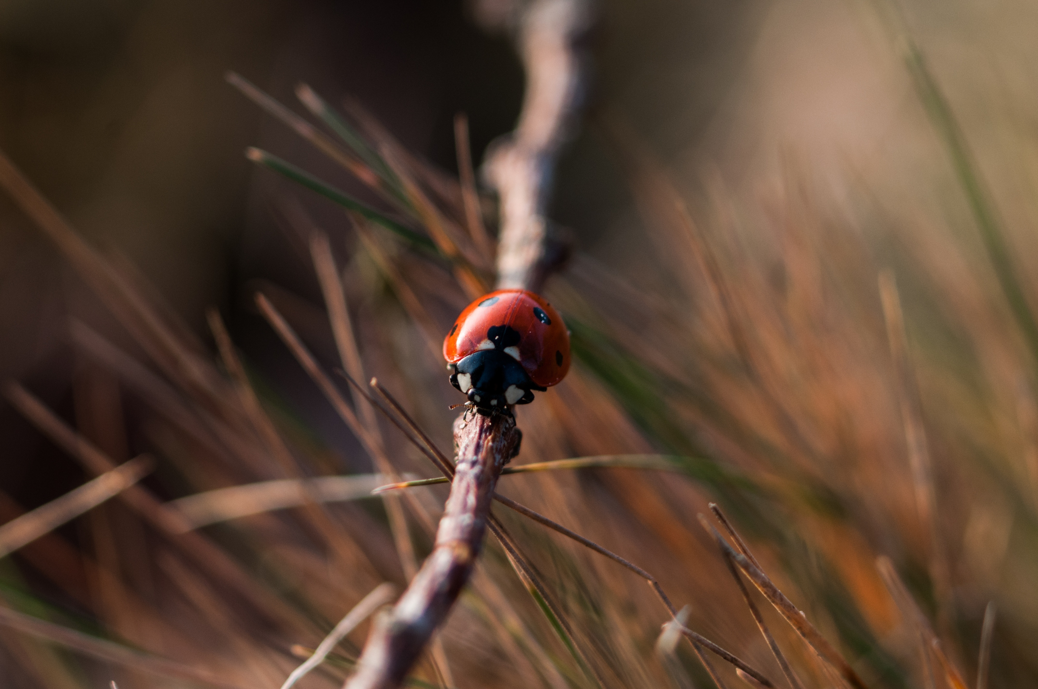 Download mobile wallpaper Ladybug, Ladybird, Macro, Close Up, Insect for free.