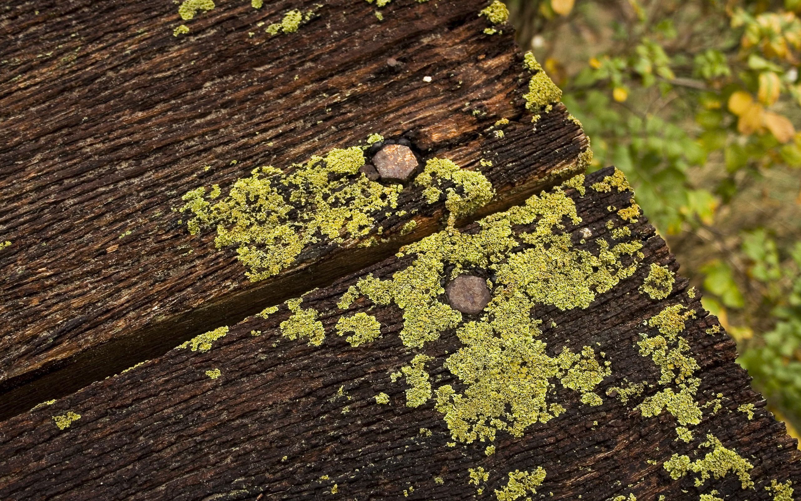 nature, moss, planks, board, dampness, nails Aesthetic wallpaper