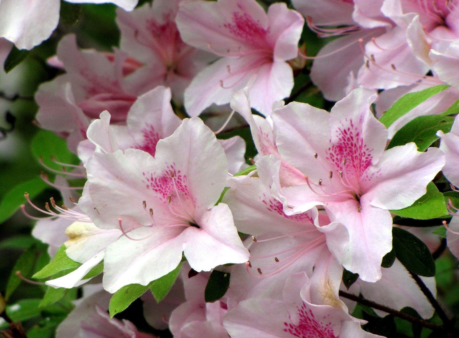 bloom, flowers, close up, flowering, stamens, azalea download HD wallpaper