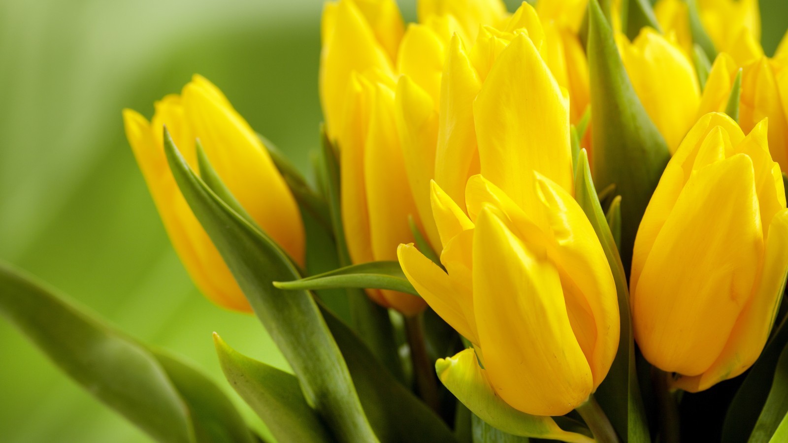 tulips, plants, flowers, yellow