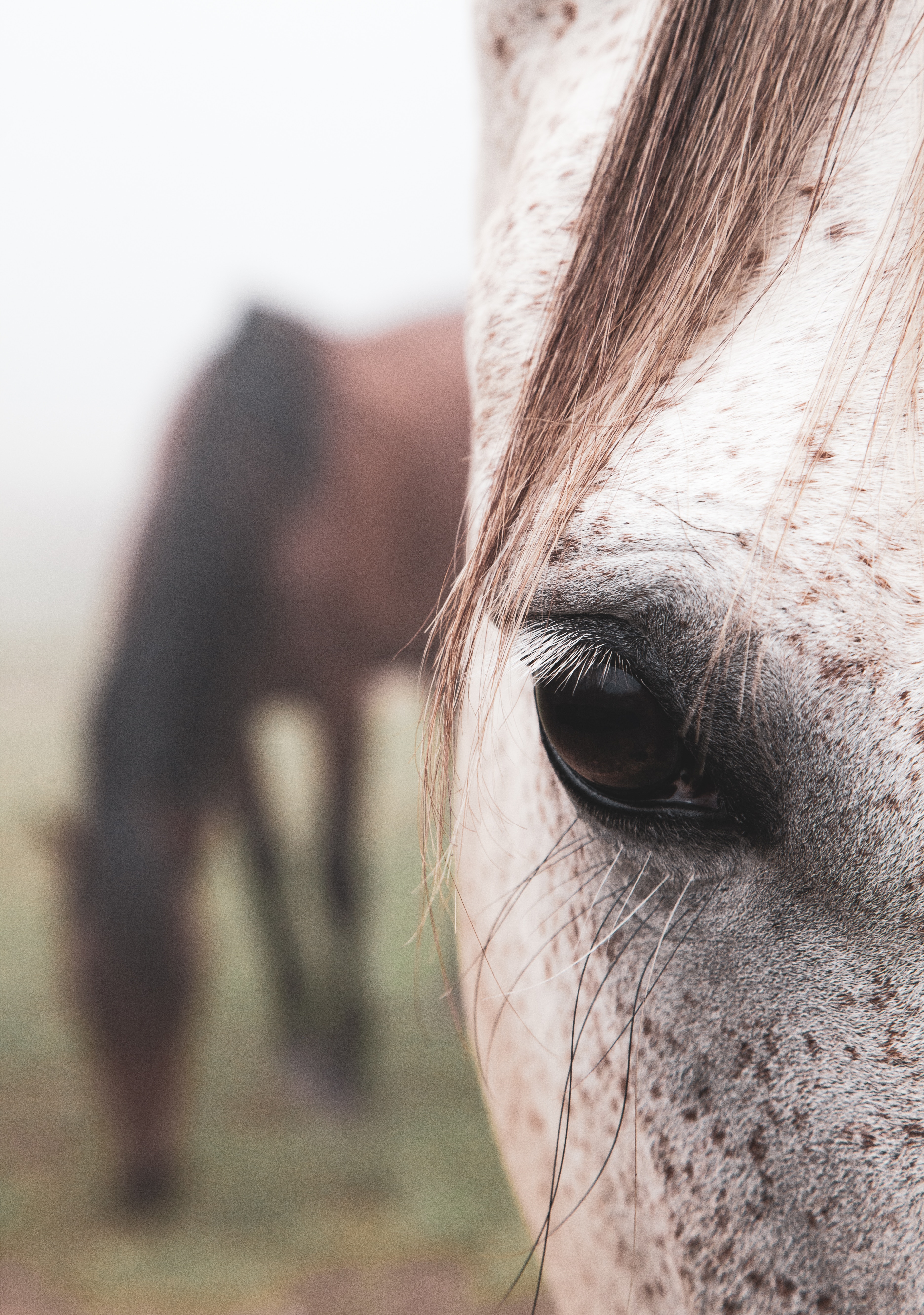 75905 descargar fondo de pantalla animales, cabello, caballo, ojo: protectores de pantalla e imágenes gratis