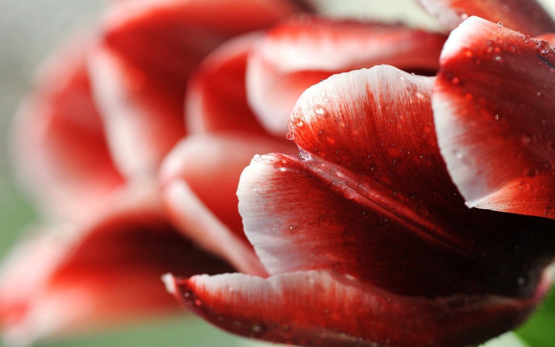 Laden Sie das Drops, Streifen, Tulip, Blume, Makro, Tulpe-Bild kostenlos auf Ihren PC-Desktop herunter