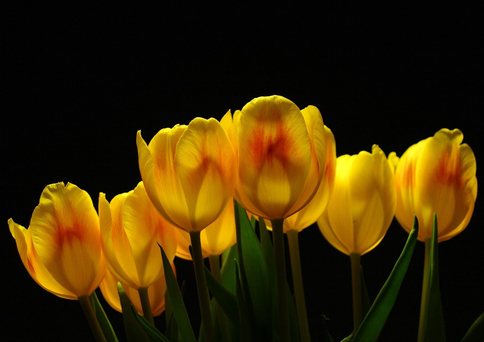 Descarga gratuita de fondo de pantalla para móvil de Flores, Brillar, Luz, Fondo, Tulipanes.