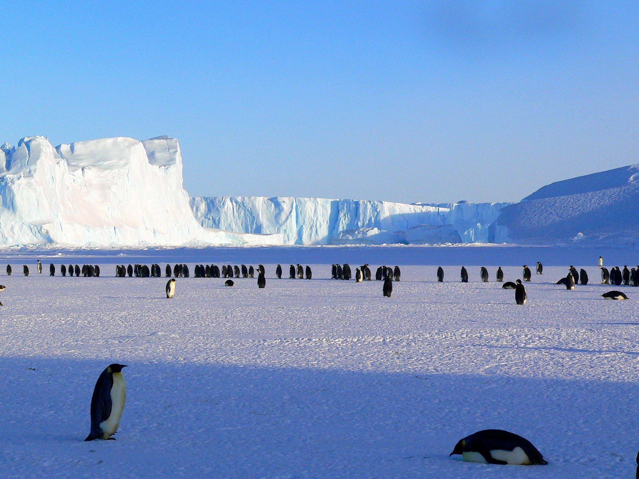 ice, antarctica, snow, ice floes, animals, pinguins for android