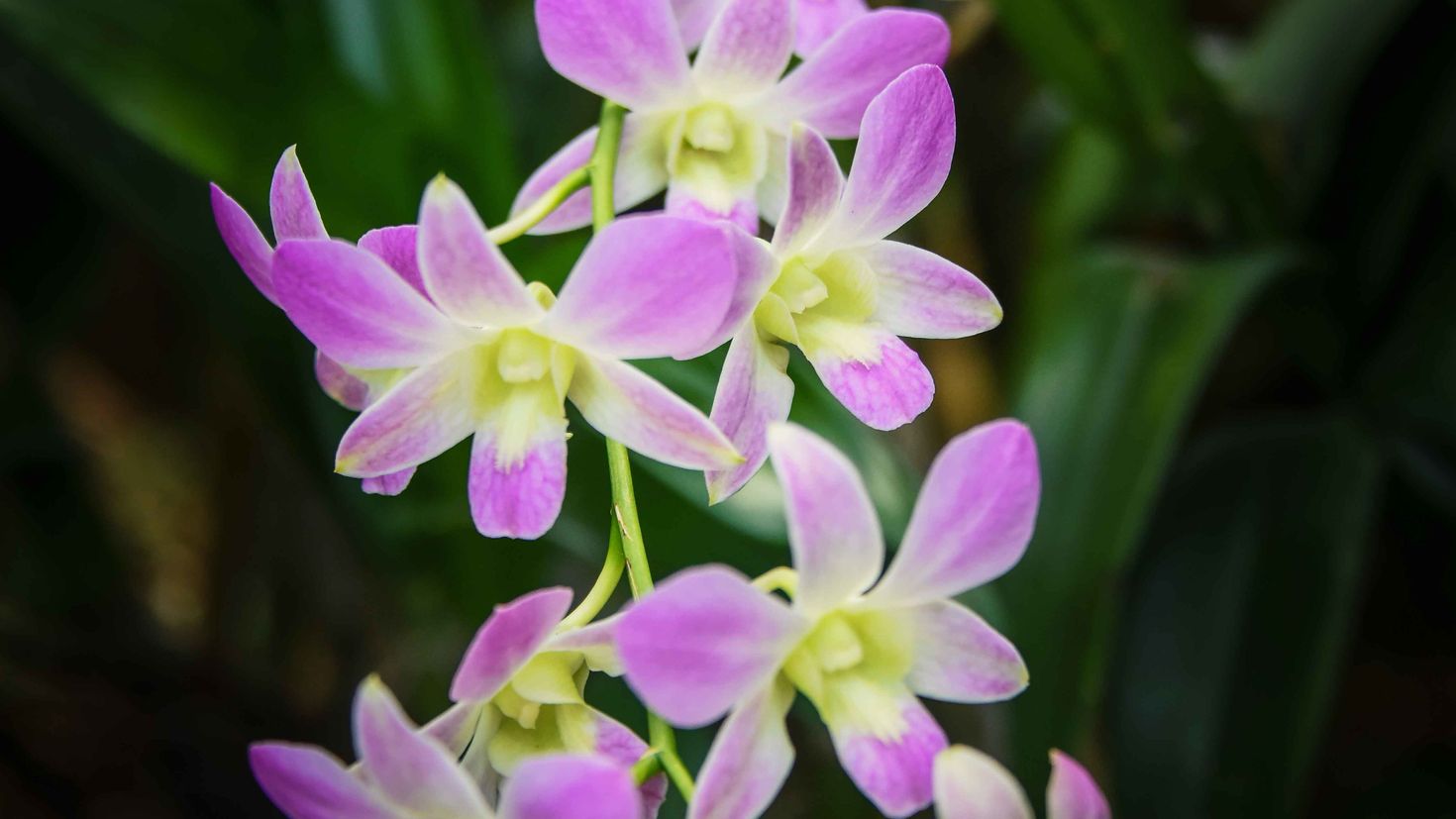 Орхидея Монако фото