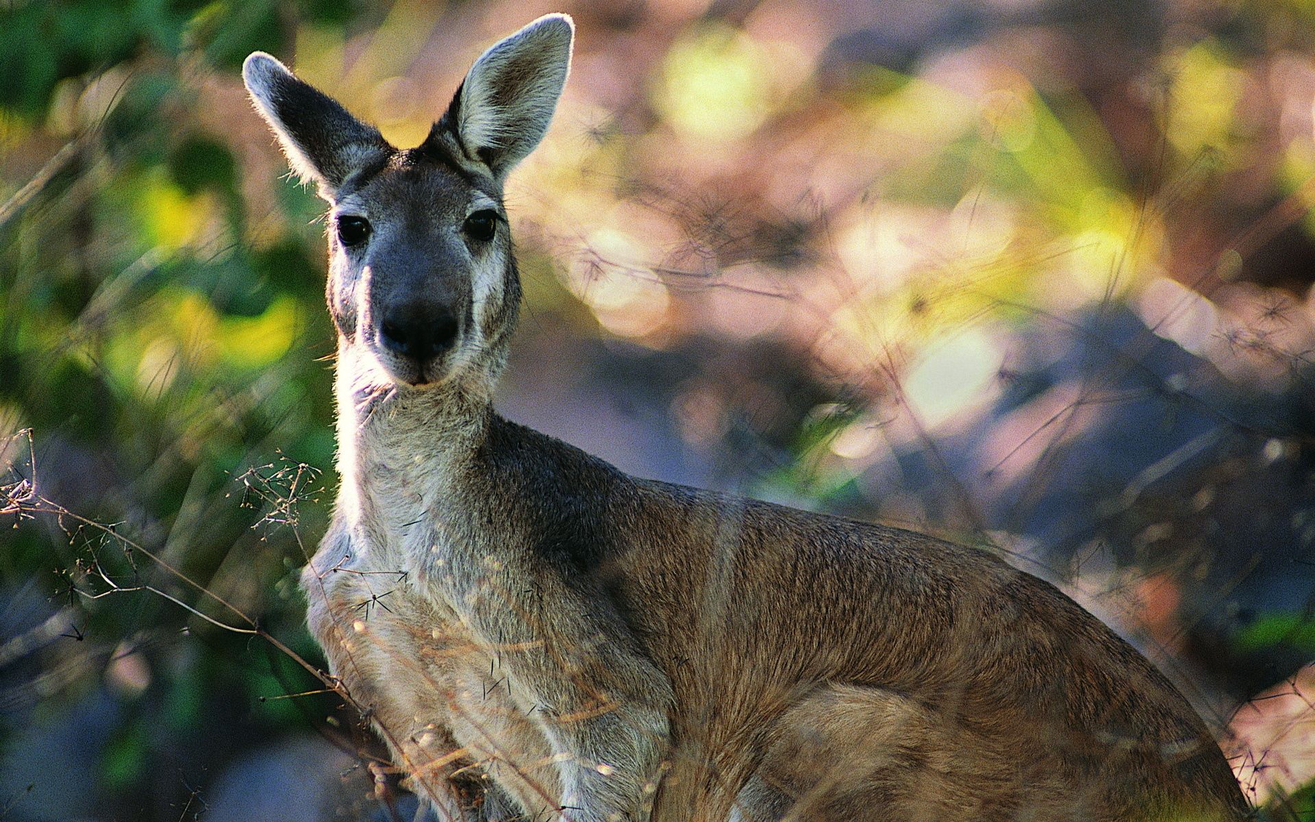 108821 Hintergrundbild herunterladen kangaroo, tiere, blätter, schnauze - Bildschirmschoner und Bilder kostenlos