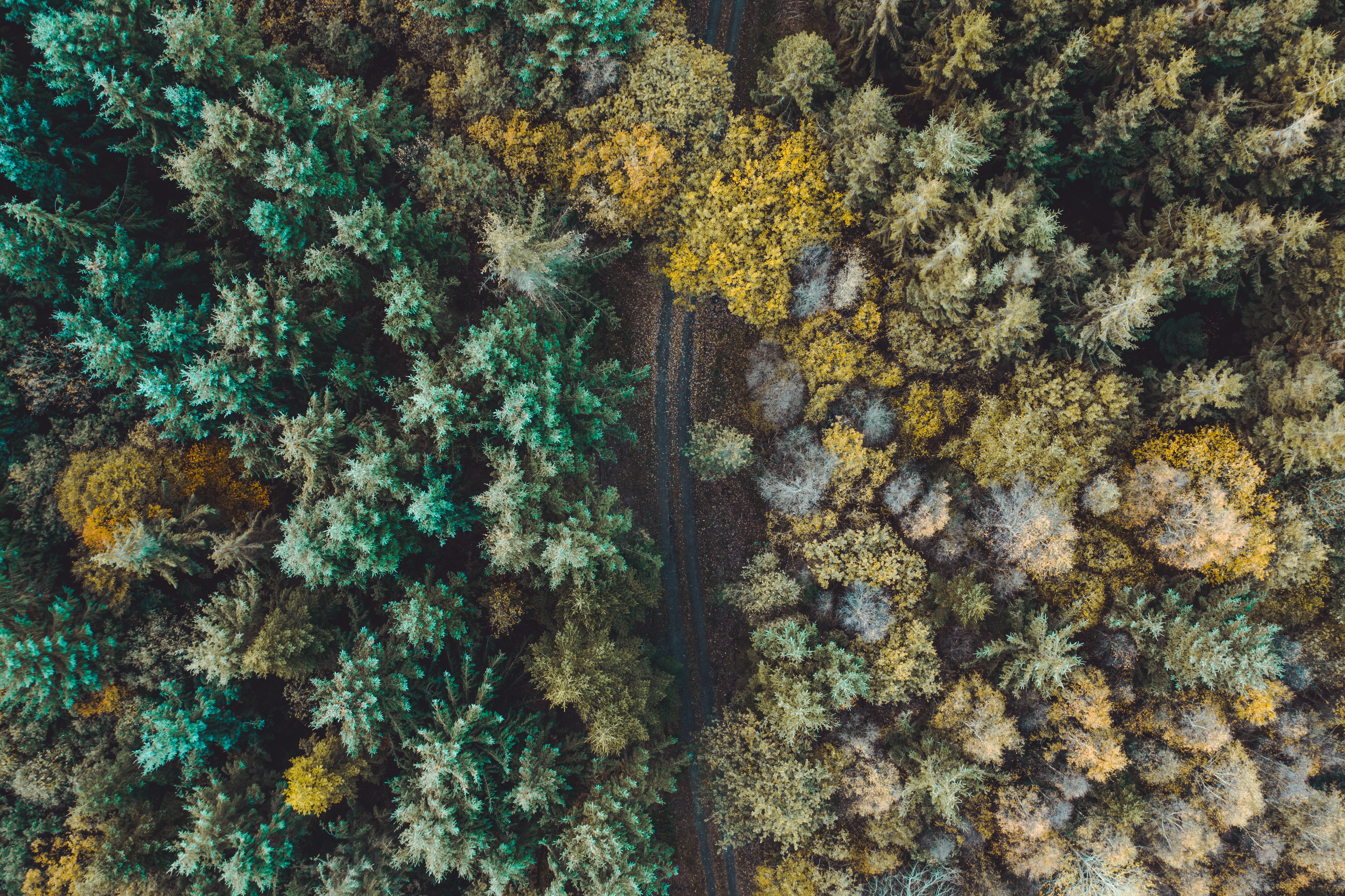 Download mobile wallpaper Overview, View From Above, Road, Review, Trees, Forest, Nature for free.