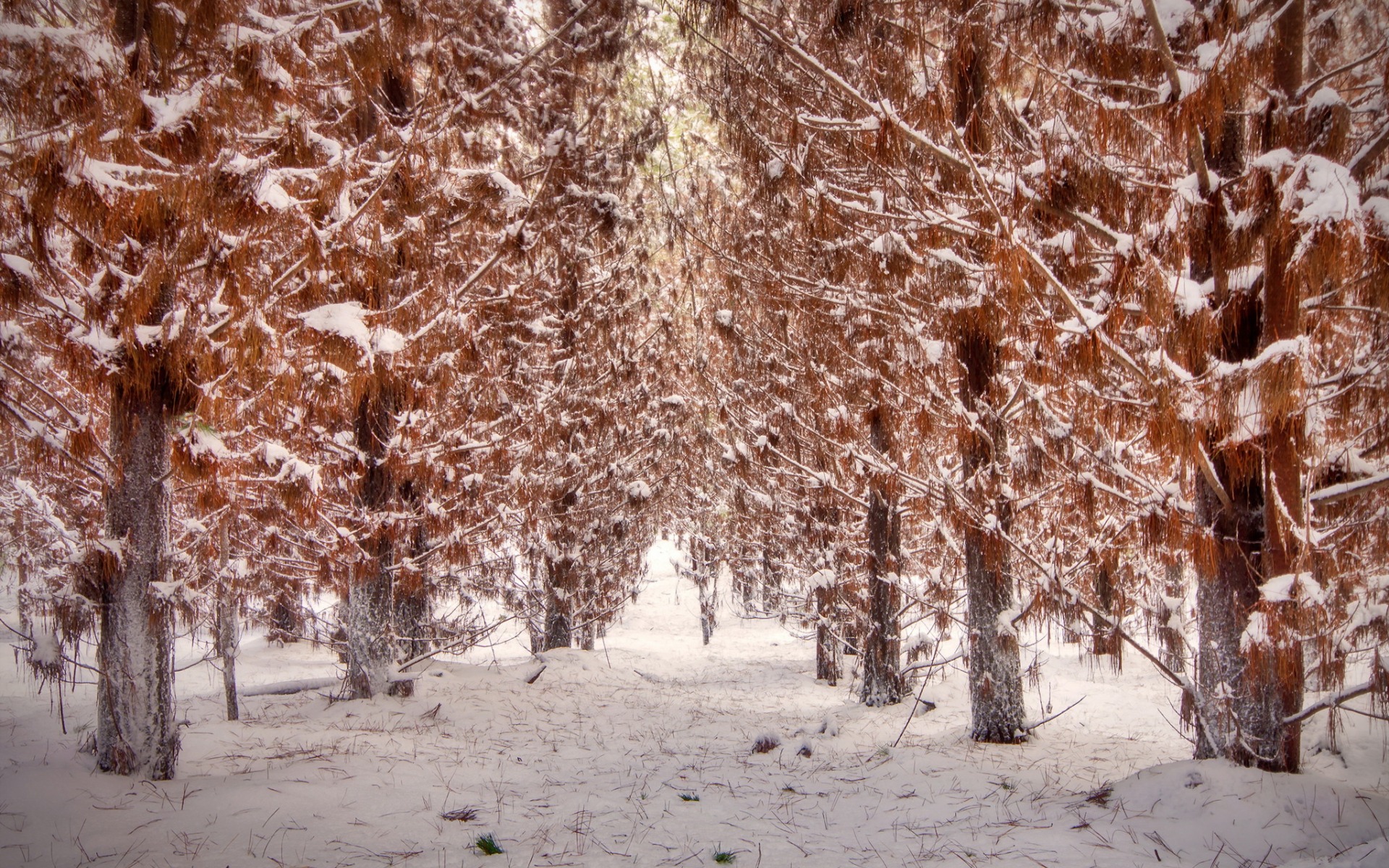 Первый снег на деревьях