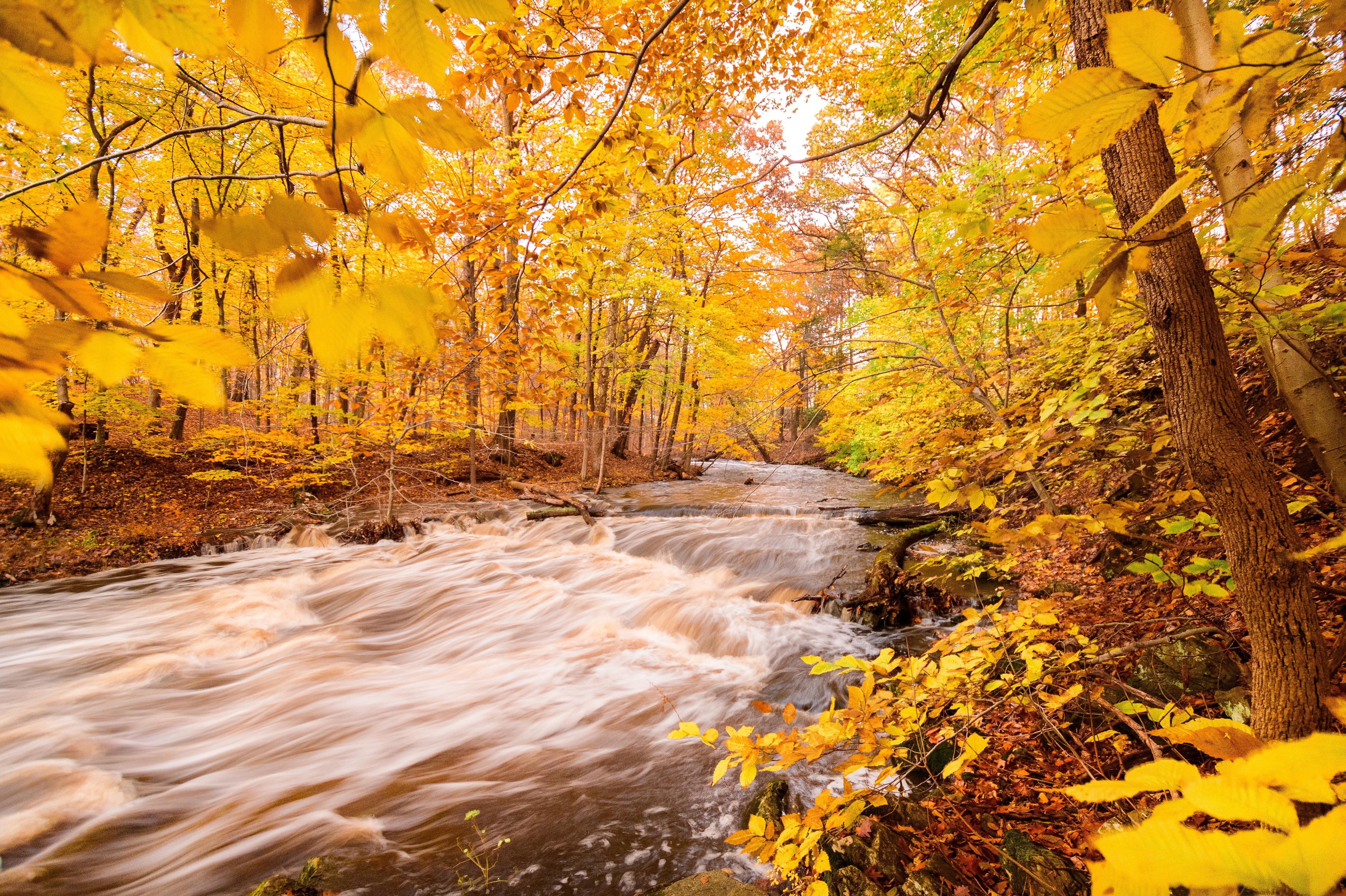 Laden Sie das Flüsse, Bäume, Wald, Natur, Herbst-Bild kostenlos auf Ihren PC-Desktop herunter