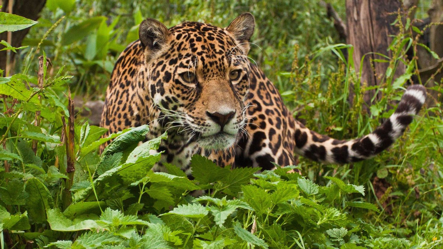 Топик животное. Ягуар дикий (Jaguar Wild). Амазонский Ягуар. Леопард в субтропиках. Цейлонский леопард.