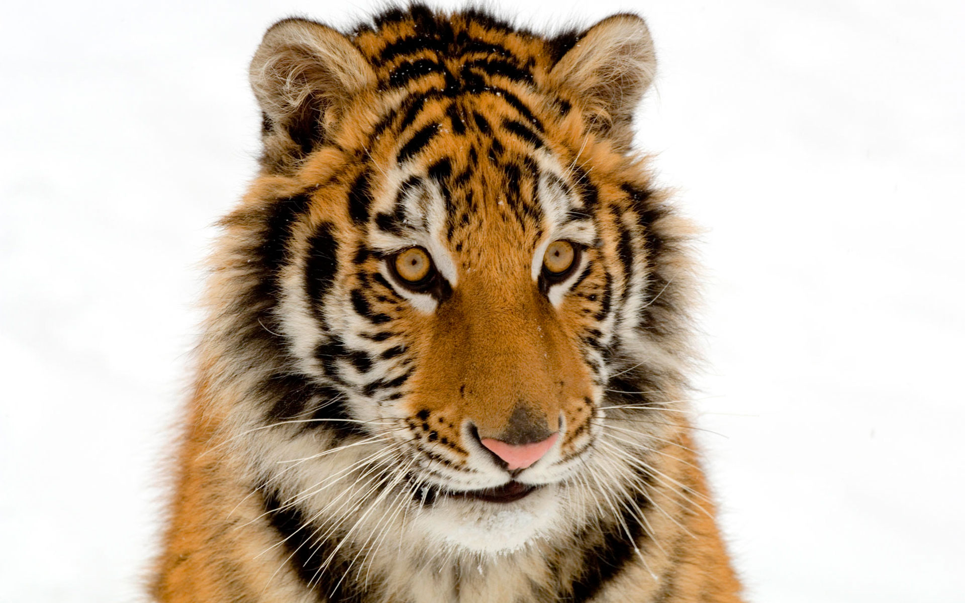 Портрет Амурского тигра