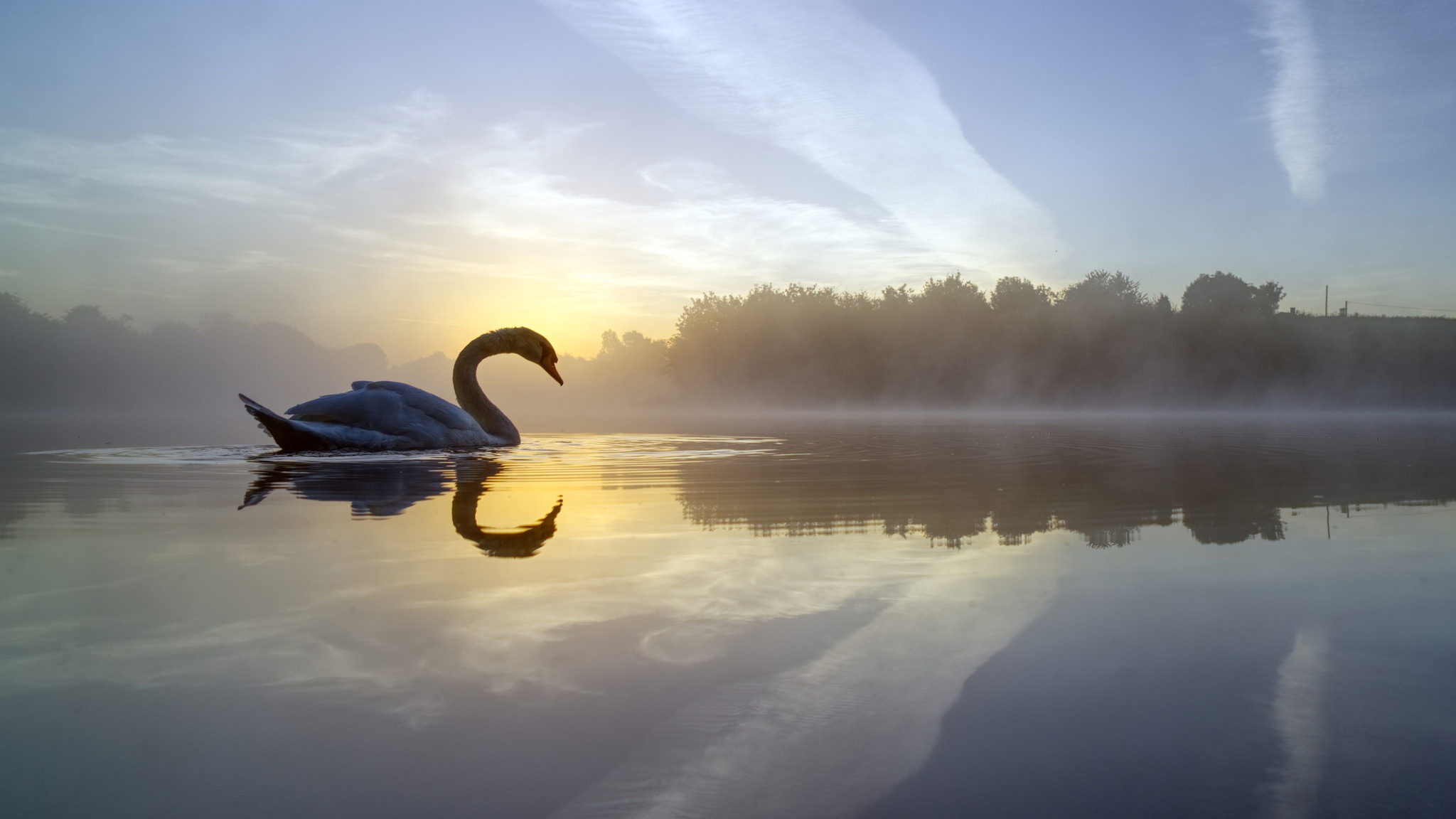 Отражение лебедя в воде картинки