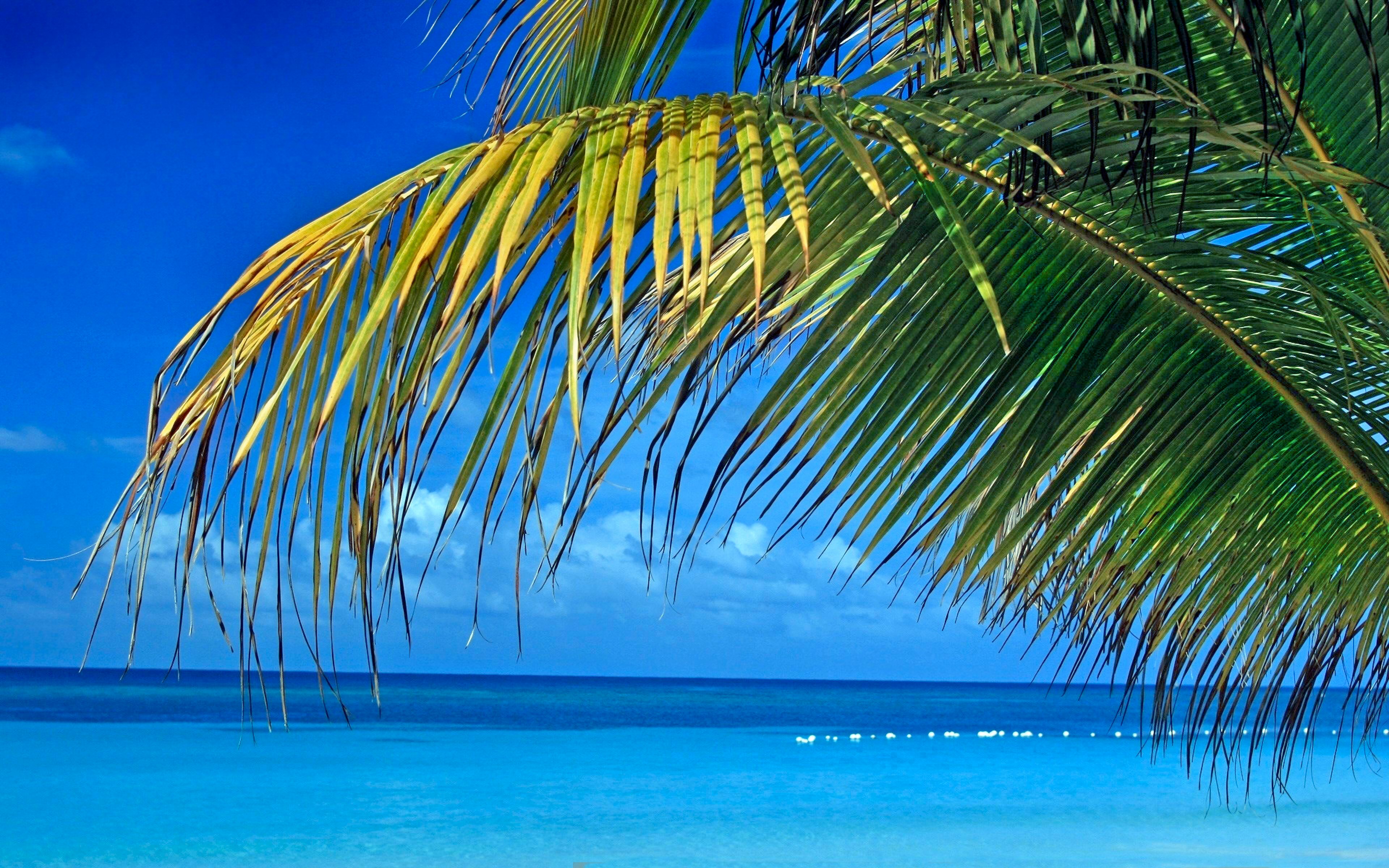 summer, palm tree, horizon, blue, turquoise, sea, photography, tropical, sky 1080p