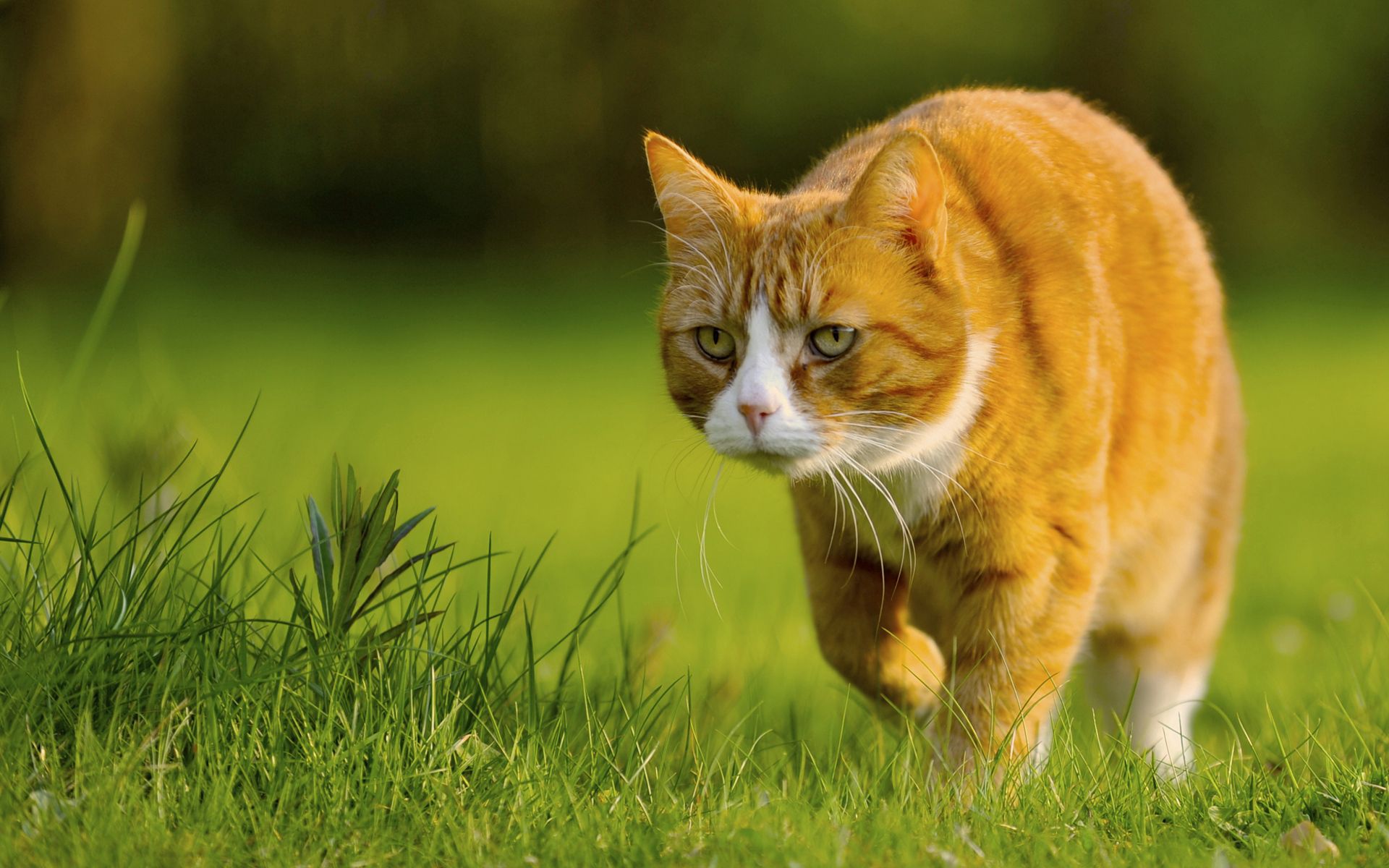 animals, grass, cat, stroll, hunting, hunt wallpapers for tablet