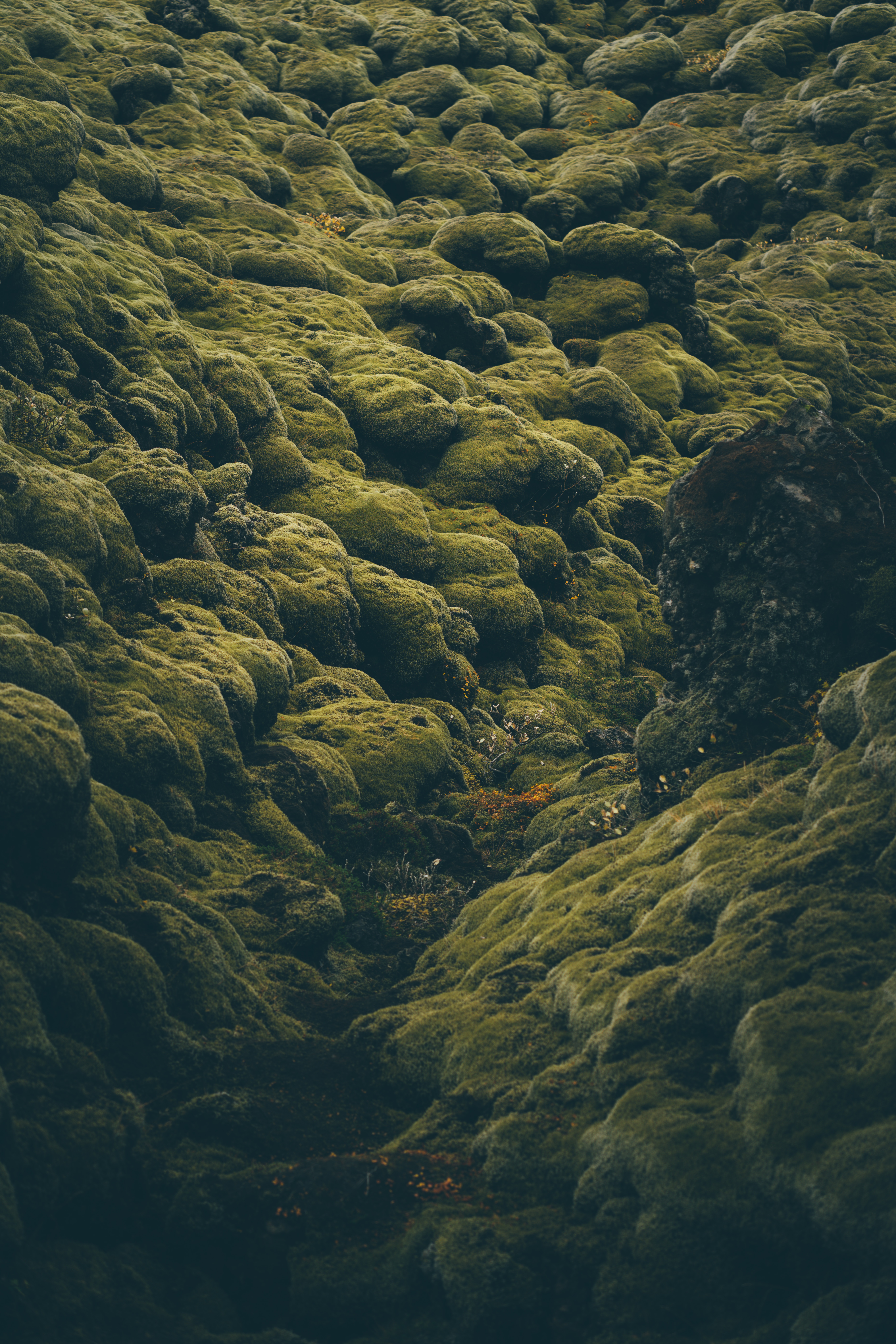52224 免費下載壁紙 性质, 石, 绿色, 绿色的, 苔藓, 苔, 冰岛, 覆盖, 涂层, 苍白 屏保和圖片