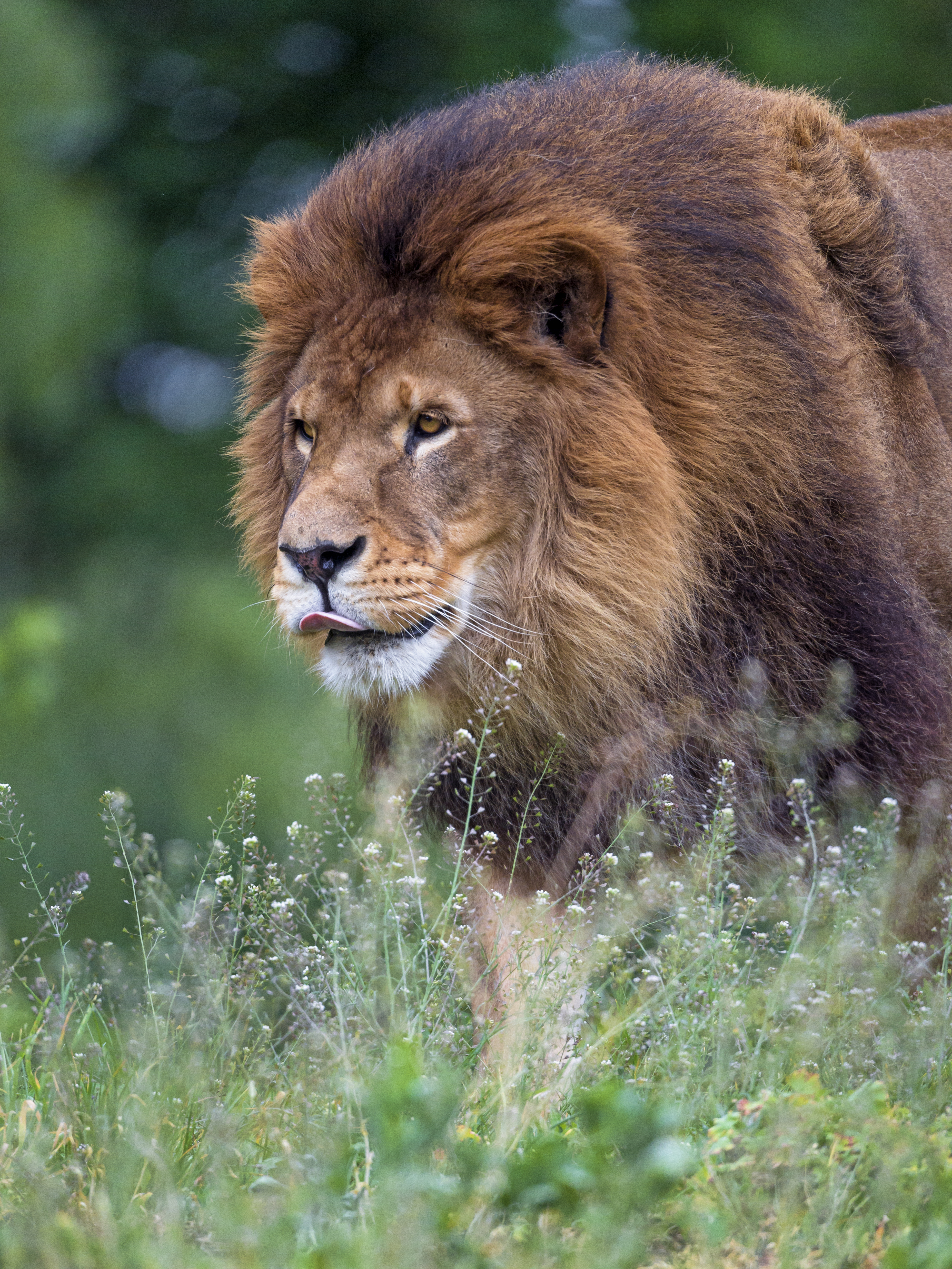 Download mobile wallpaper Tongue Stuck Out, Protruding Tongue, Predator, Mane, Big Cat, Animals, Lion for free.