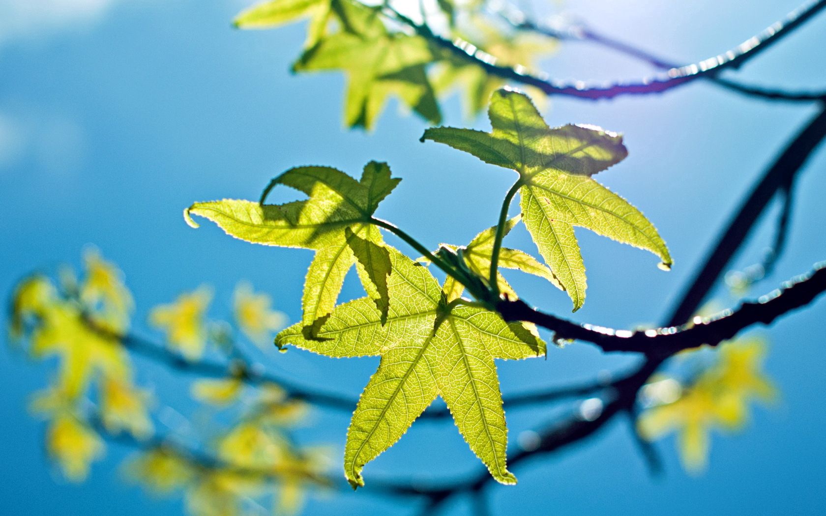 Зеленые листья на фоне голубого неба