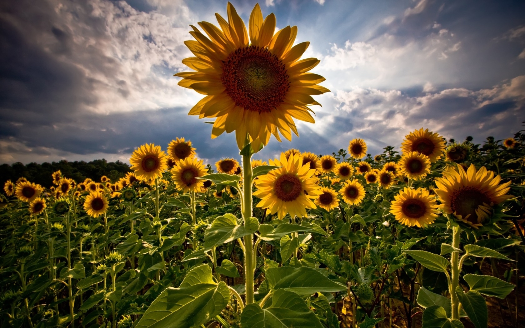 Free download wallpaper Plants, Sky, Sunflowers on your PC desktop