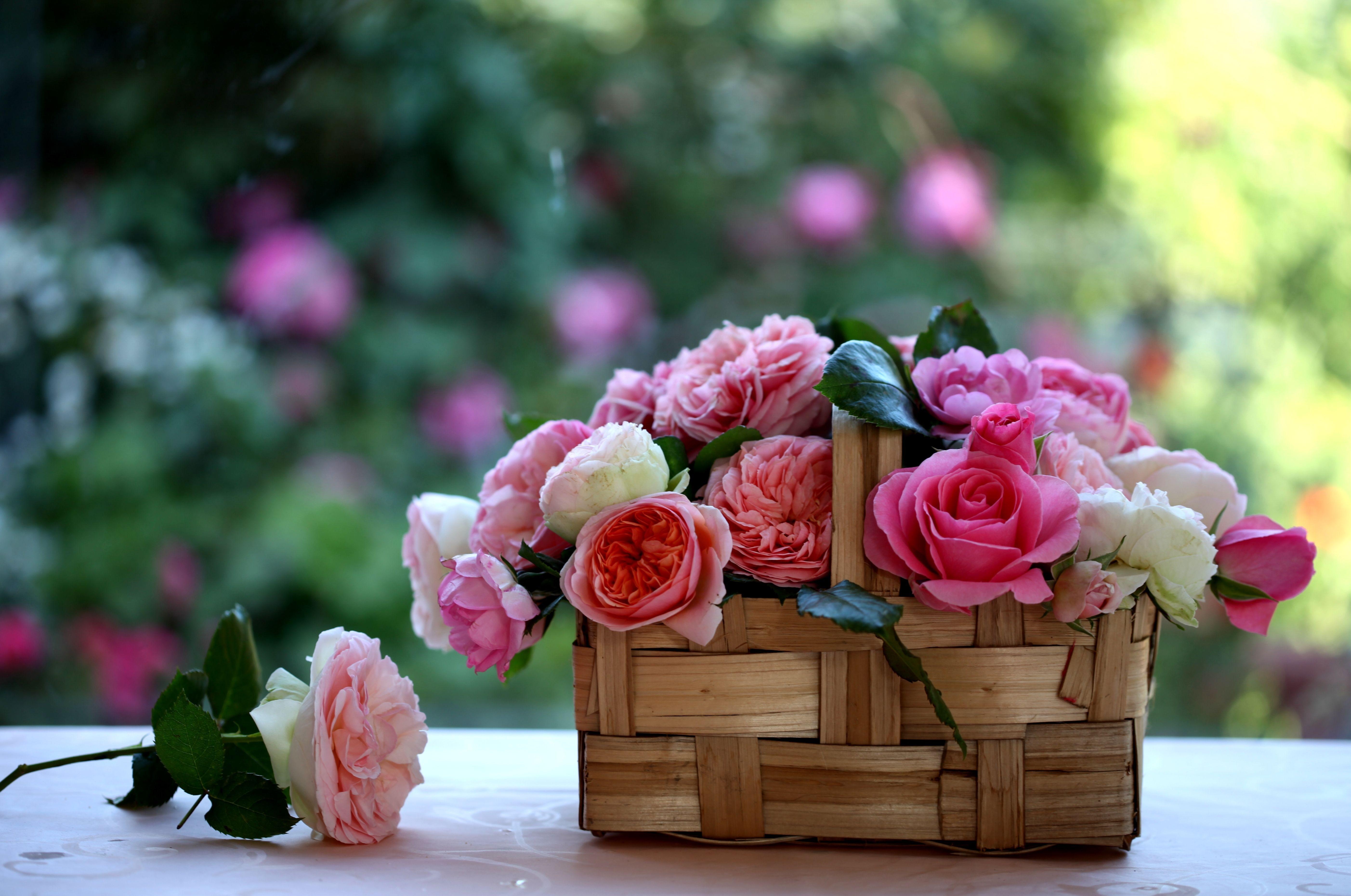 Laden Sie das Roses, Unschärfe, Glatt, Korb, Blumen, Knospen-Bild kostenlos auf Ihren PC-Desktop herunter