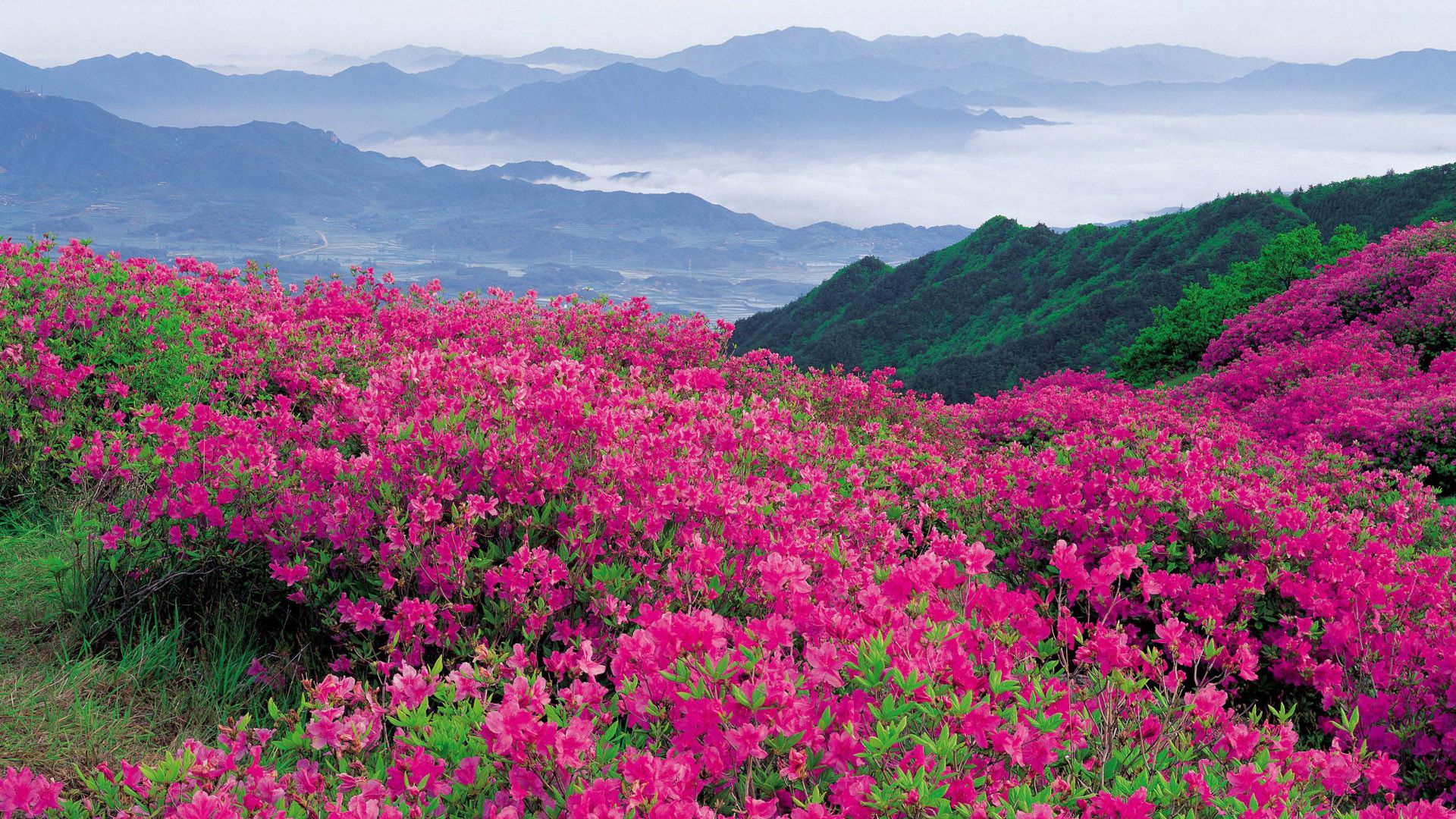 Free download wallpaper Dahl, Mountains, Distance, Nature, Flowers on your PC desktop