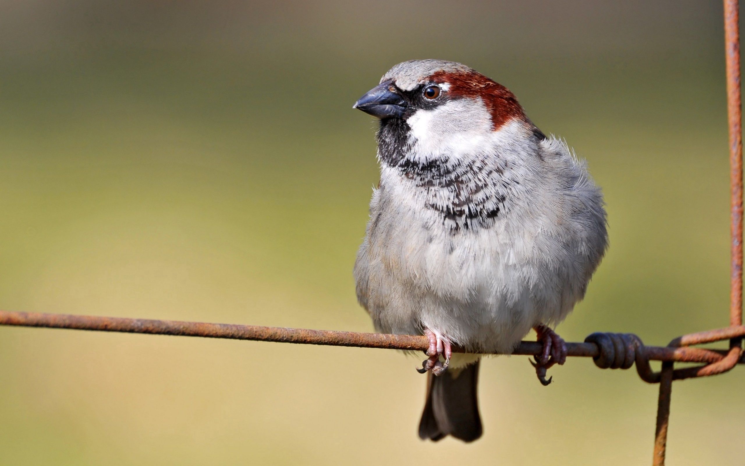 Download mobile wallpaper Sit, Branch, Bird, Animals, Sparrow for free.