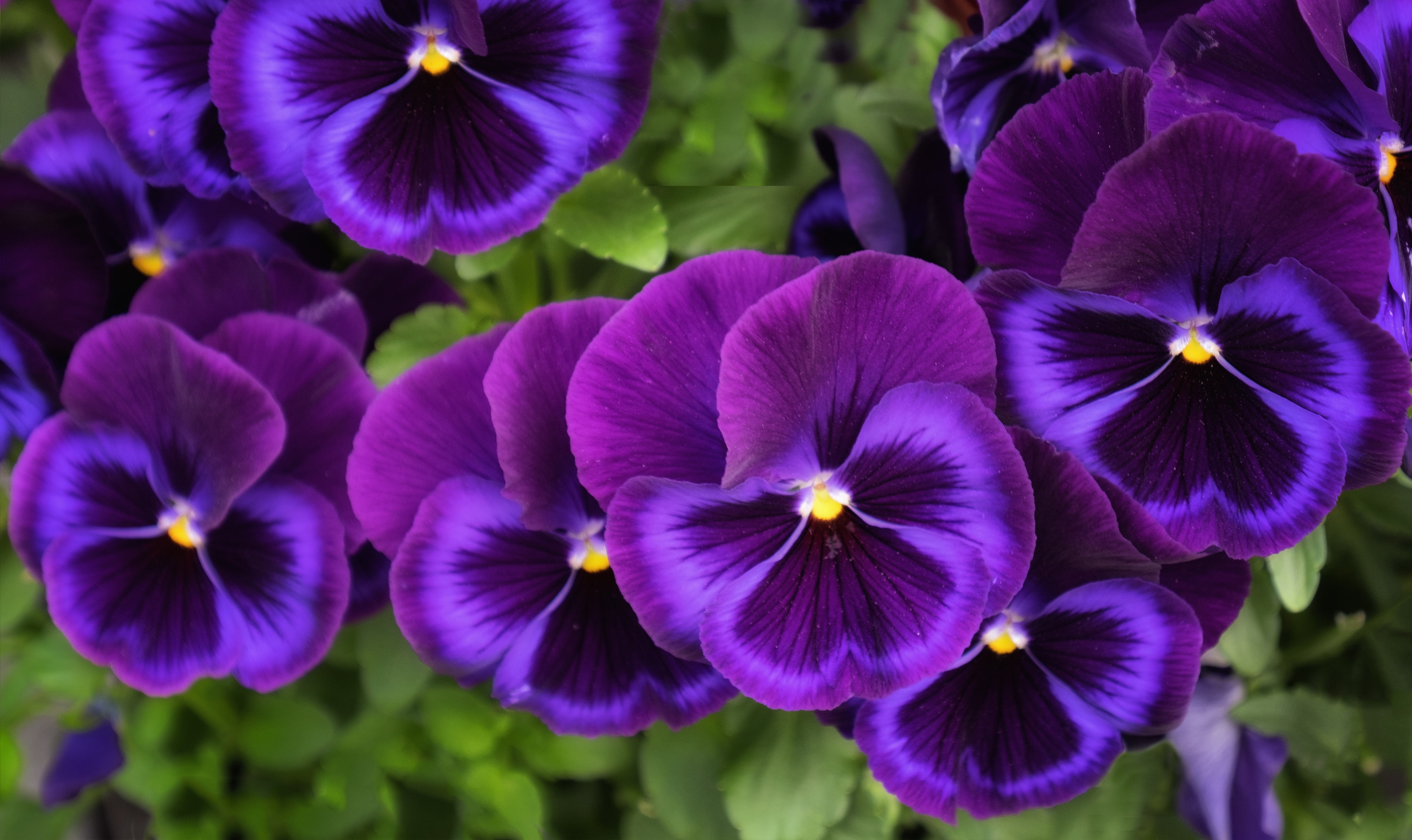 1527084壁紙のダウンロード地球, パンジー, 花, 紫色の花, フラワーズ-スクリーンセーバーと写真を無料で