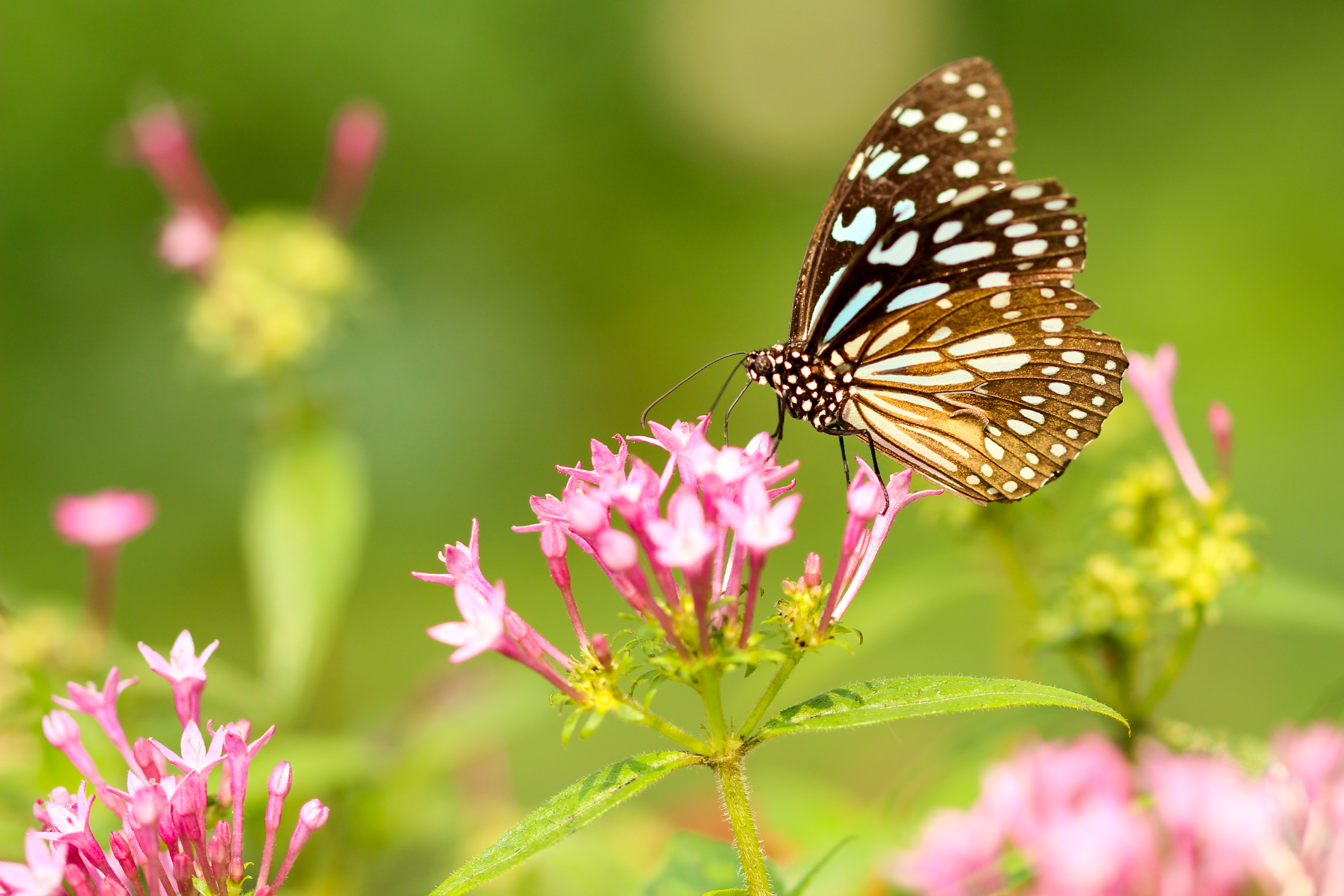 Laden Sie das Patterns, Blumen, Makro, Flügel, Schmetterling-Bild kostenlos auf Ihren PC-Desktop herunter