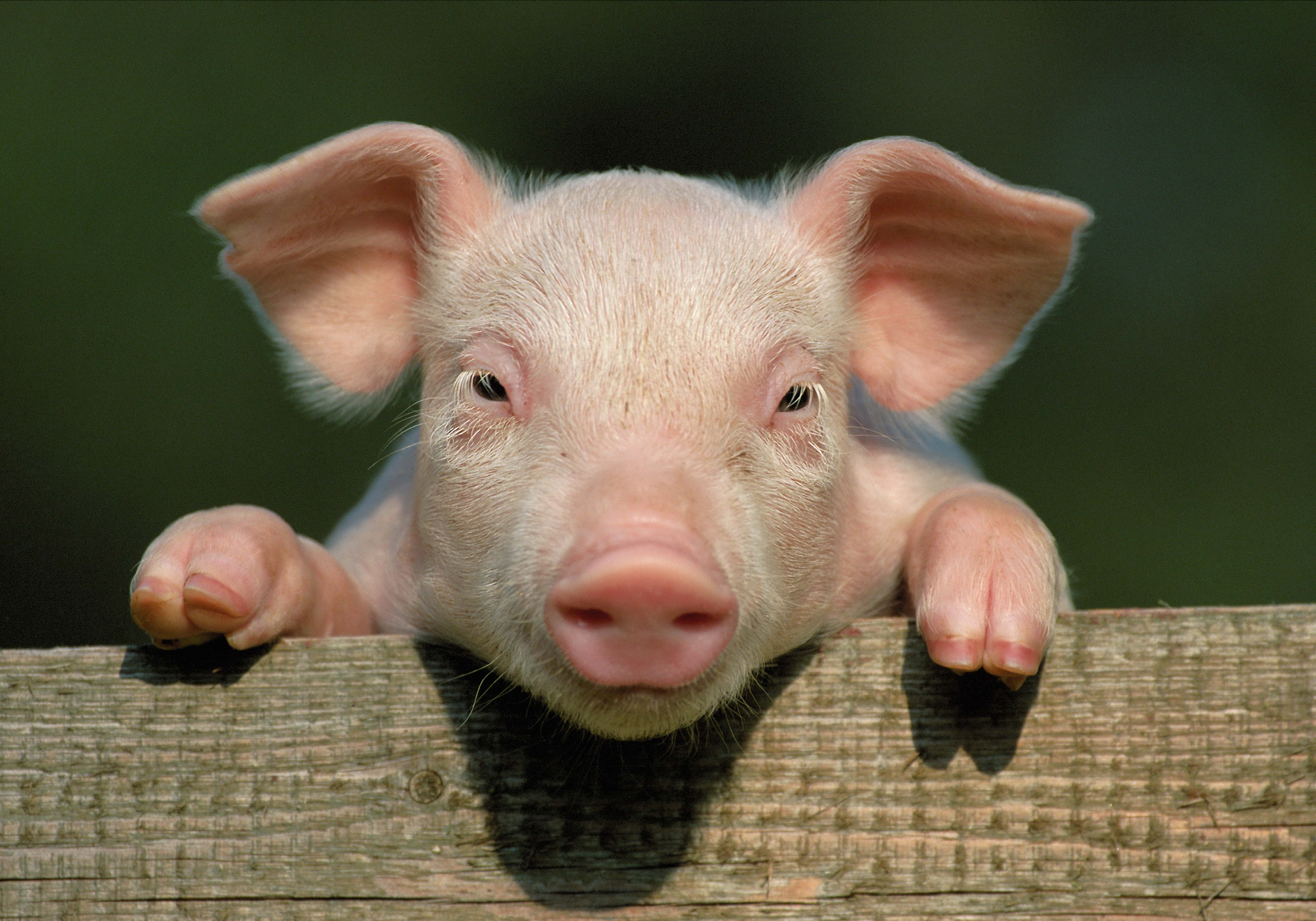 piglet, animals, face, close up, pig, hooves, hoof, out of town, suburb Smartphone Background