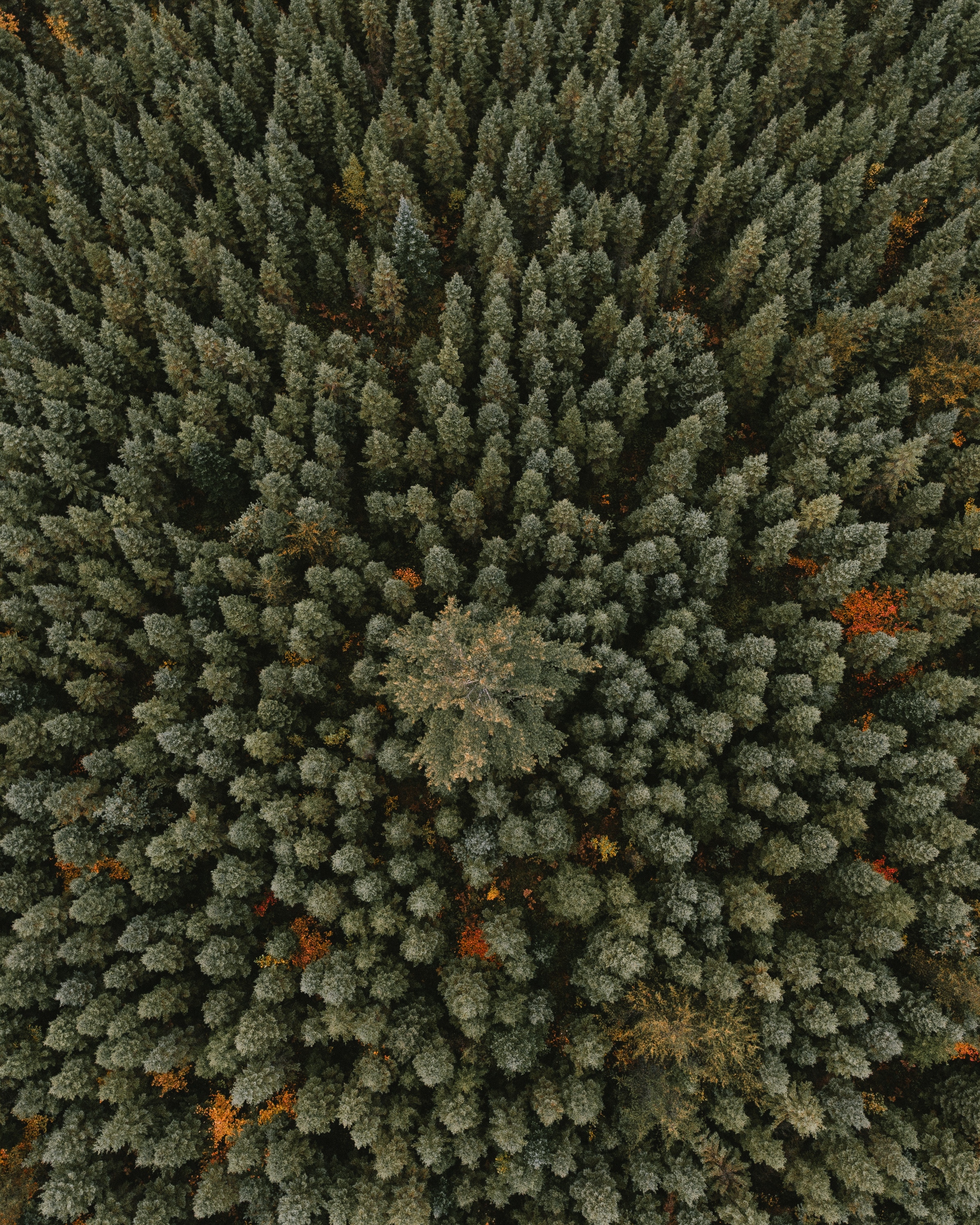 nature, trees, green, view from above, forest, ornament