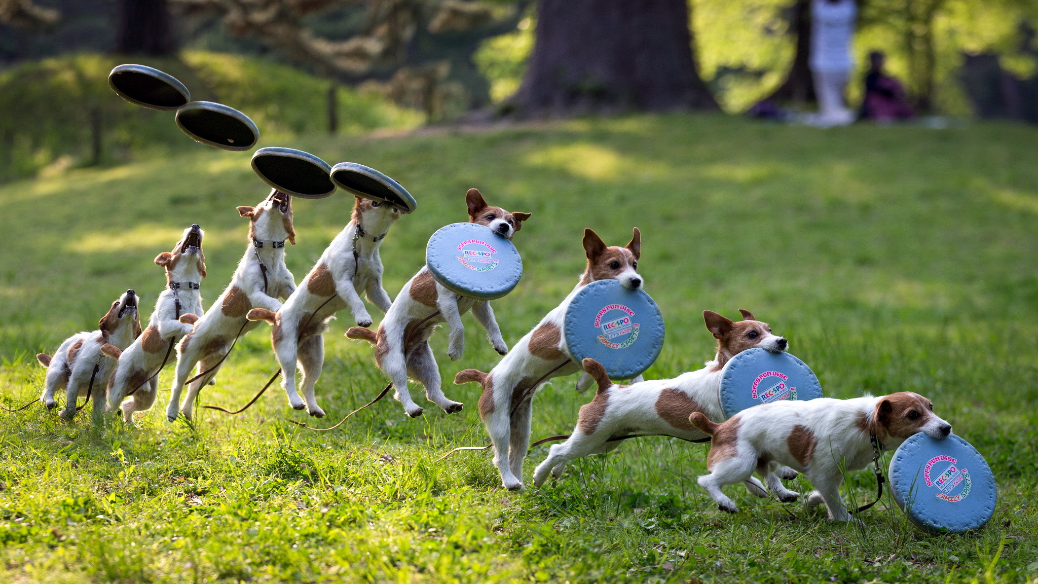 Best Jack Russell Terrier HD Phone wallpapers
