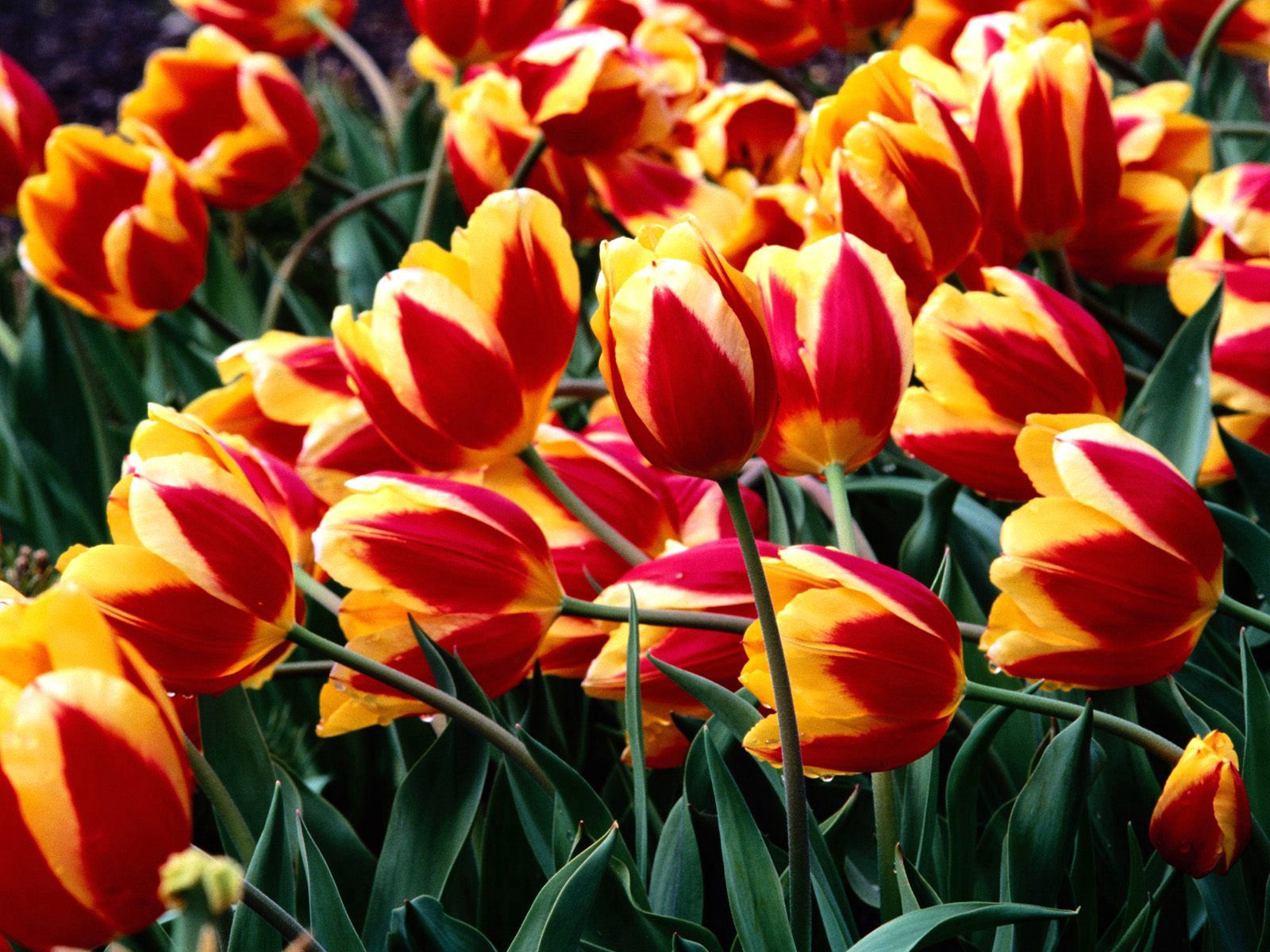 flowers, tulips, drops, greens, flower bed, flowerbed, freshness, variegated, mottled 4K Ultra
